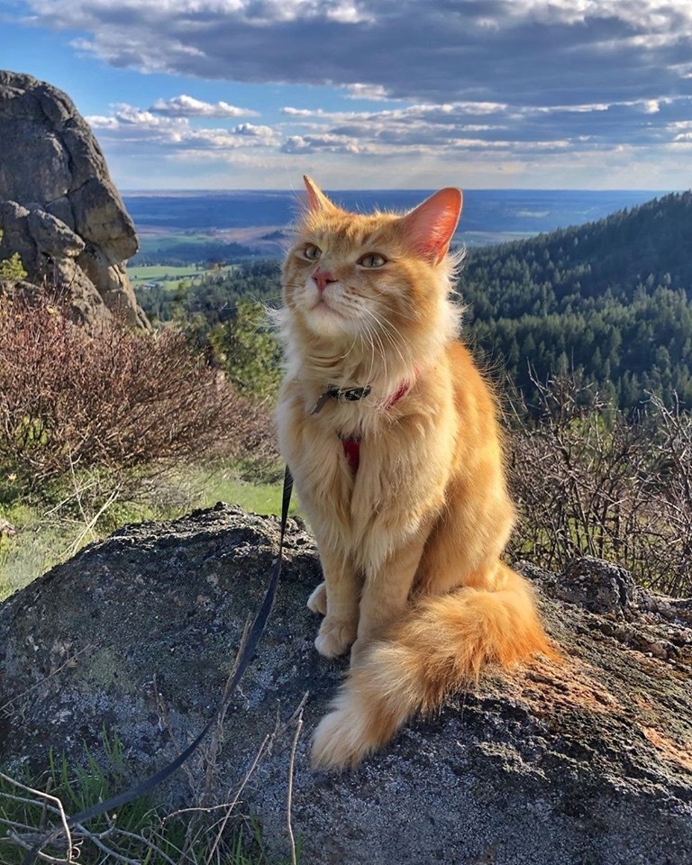 On the top - cat, Catomafia, The mountains