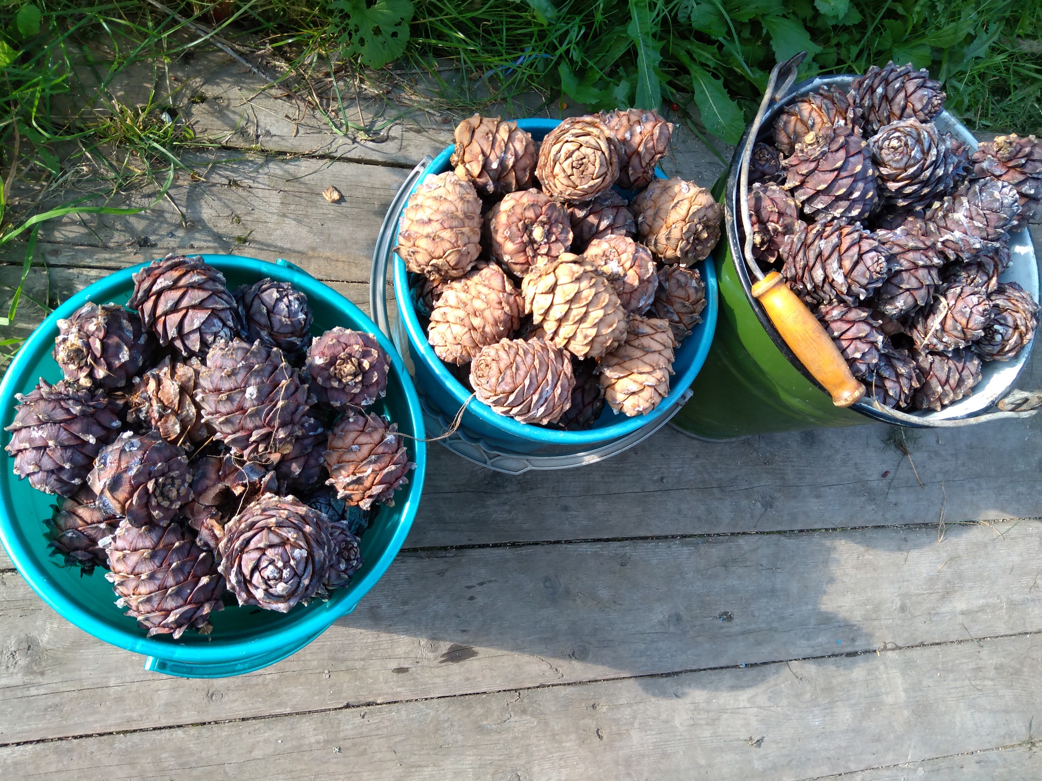 Harvest 2019 - My, Harvest, Garden, Cones, Cedar, Longpost, Pine nuts