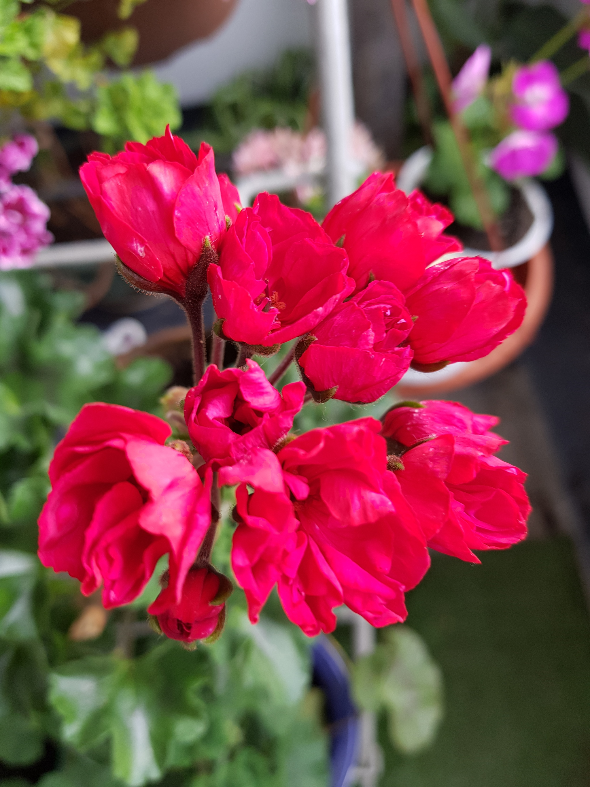 Flowers of my beloved II. - My, Flowers, Plants, Houseplants, beauty, Balcony, Loggia, Note 8, Saint Petersburg, Longpost