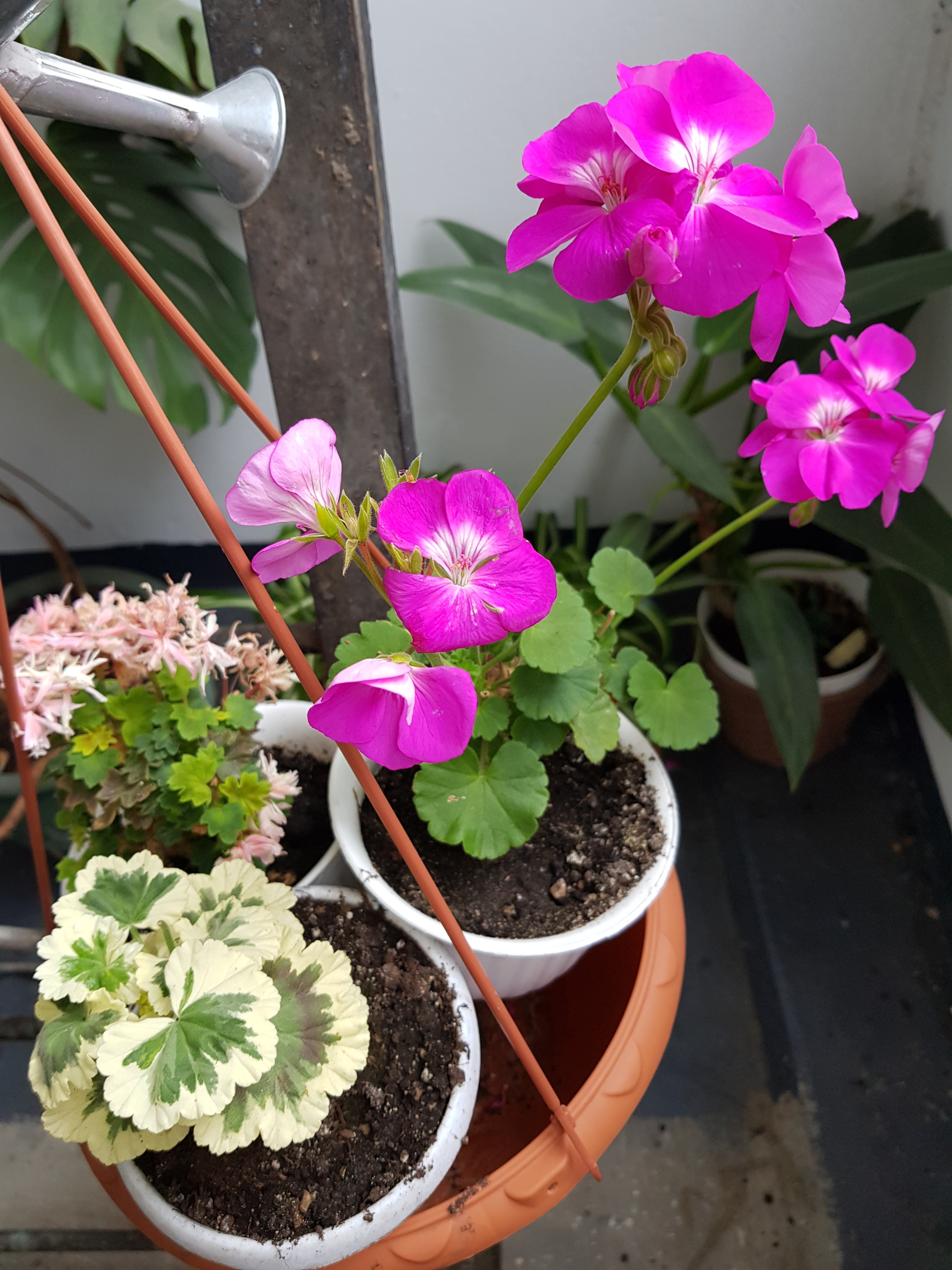 Flowers of my beloved II. - My, Flowers, Plants, Houseplants, beauty, Balcony, Loggia, Note 8, Saint Petersburg, Longpost