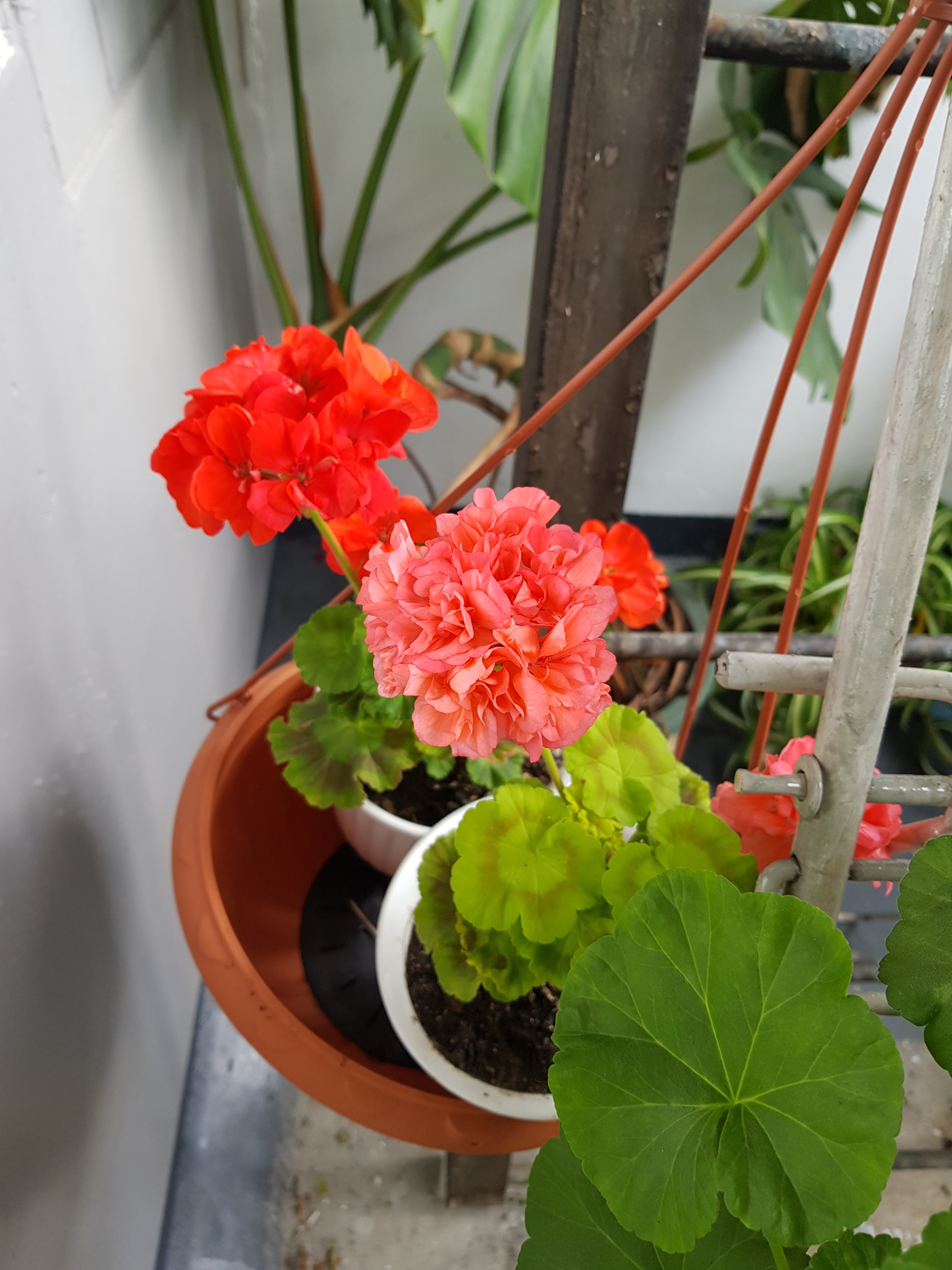 Flowers of my beloved II. - My, Flowers, Plants, Houseplants, beauty, Balcony, Loggia, Note 8, Saint Petersburg, Longpost