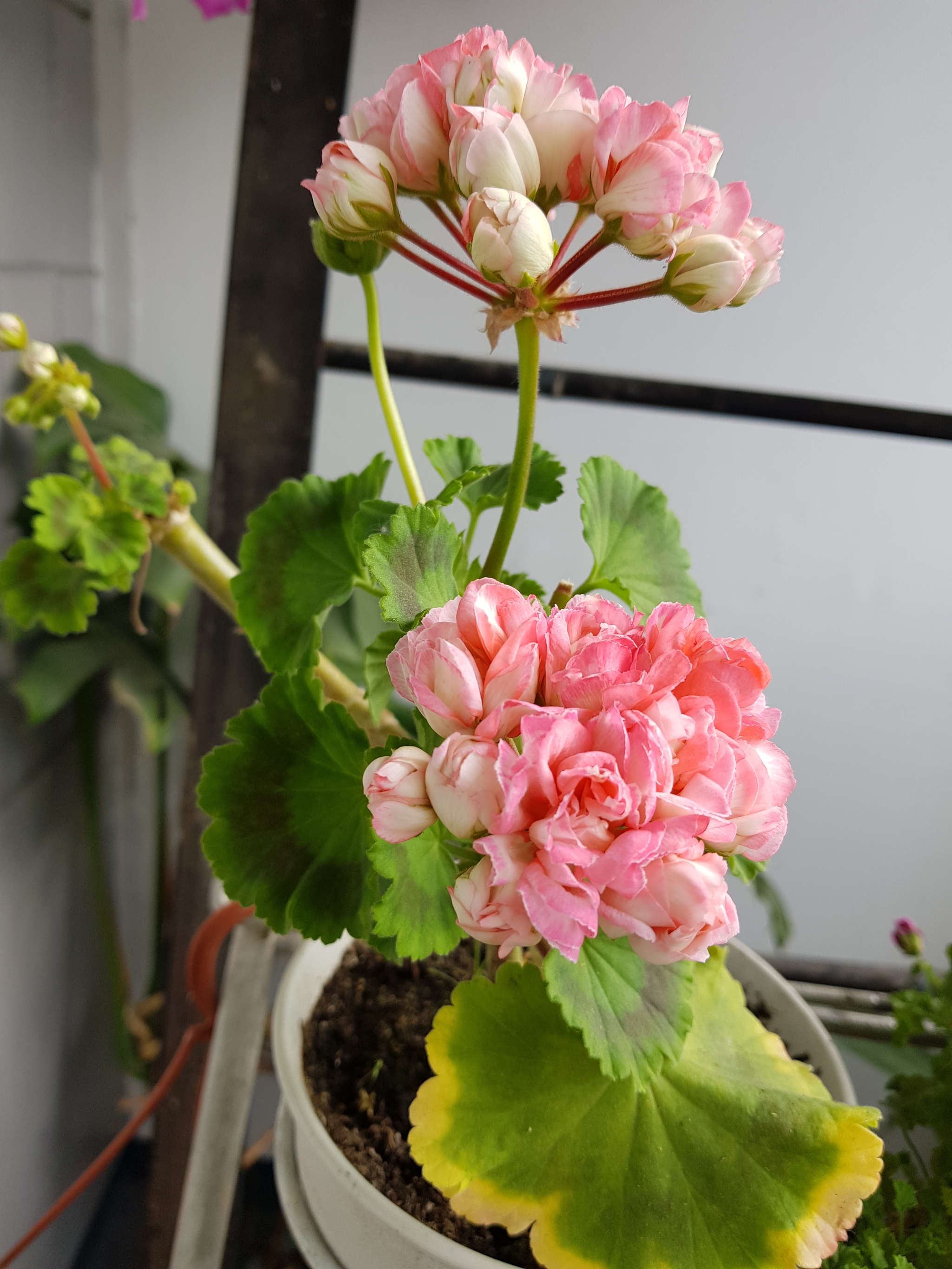 Flowers of my beloved II. - My, Flowers, Plants, Houseplants, beauty, Balcony, Loggia, Note 8, Saint Petersburg, Longpost