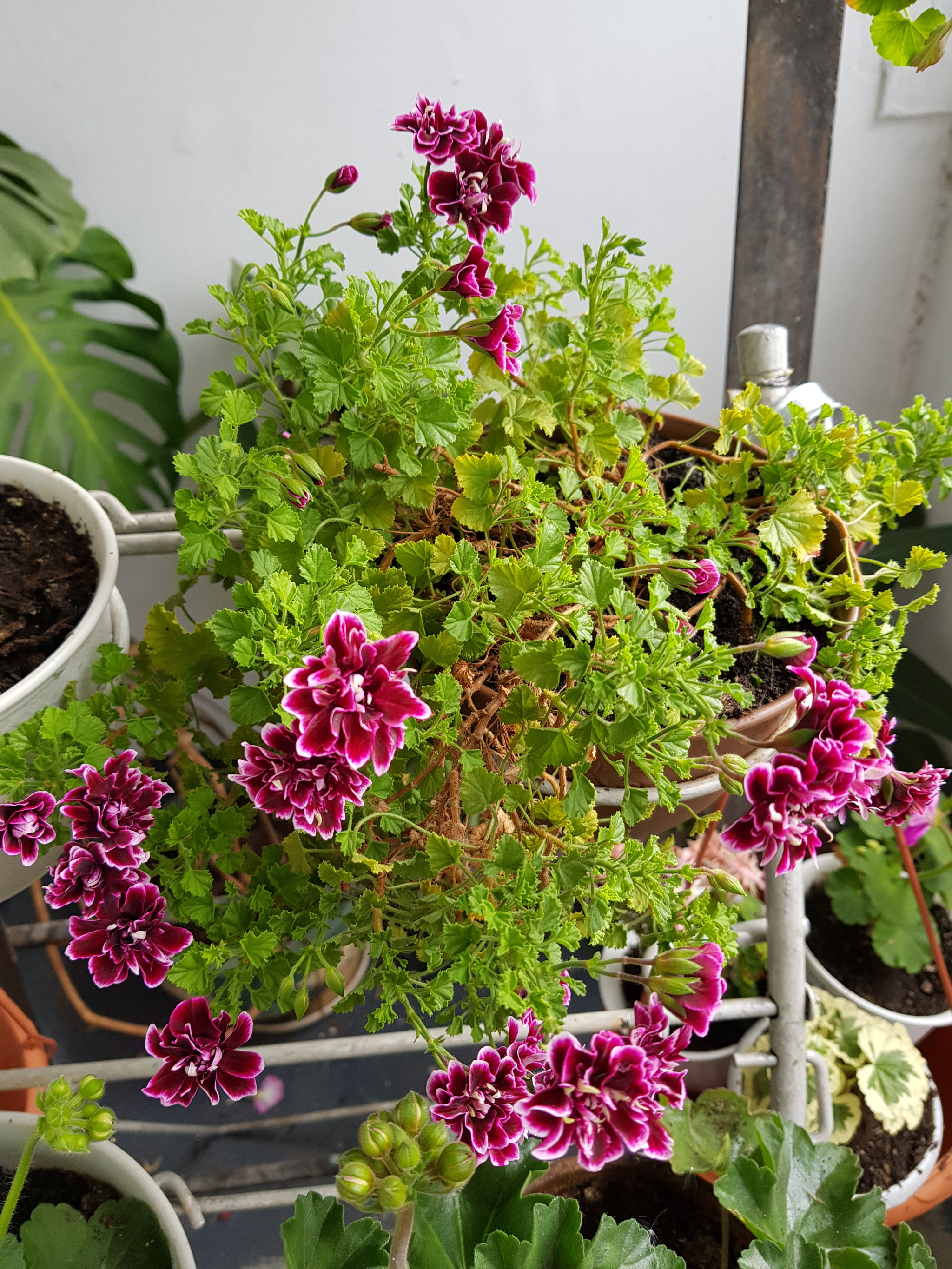 Flowers of my beloved II. - My, Flowers, Plants, Houseplants, beauty, Balcony, Loggia, Note 8, Saint Petersburg, Longpost