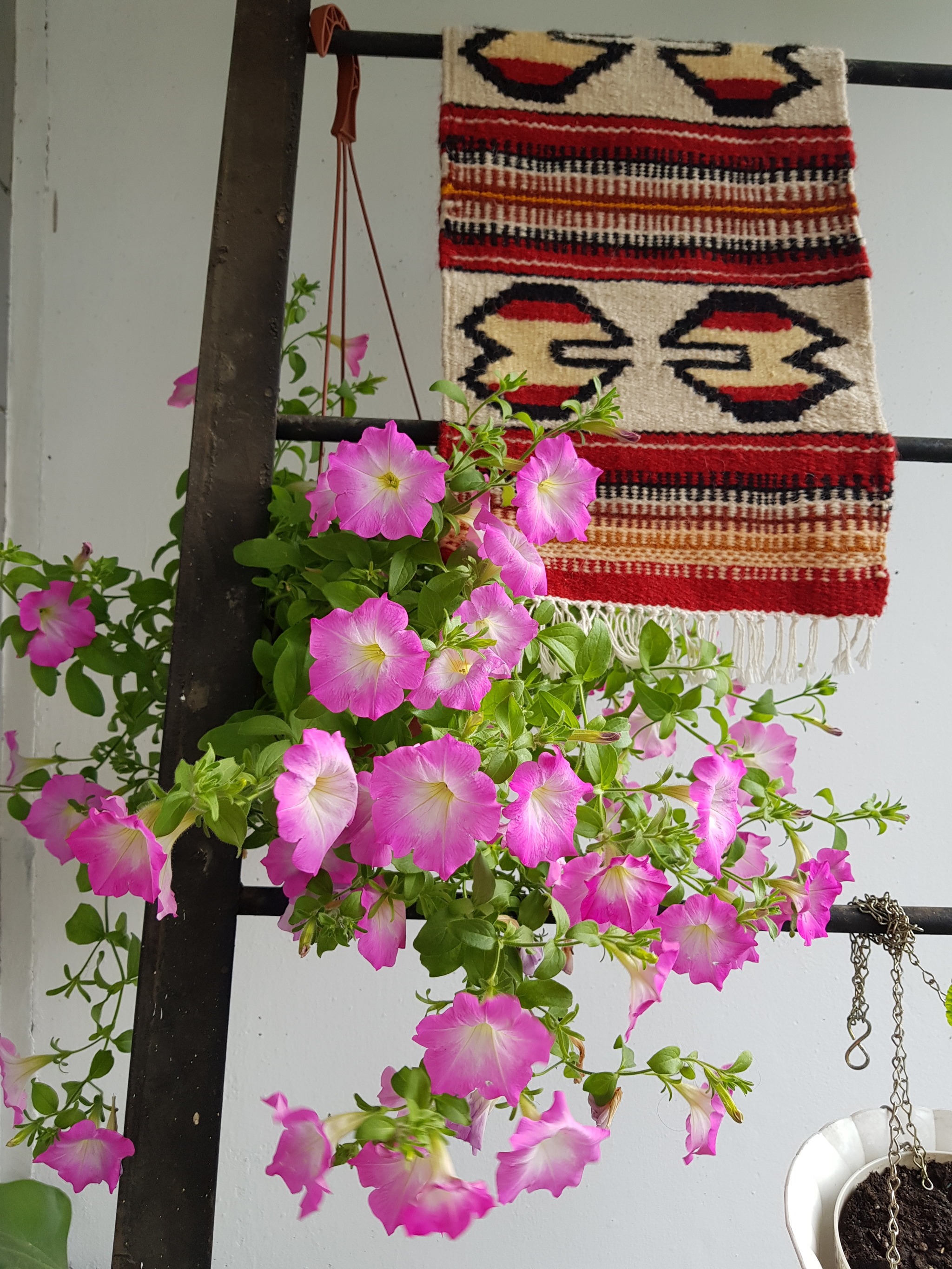 Flowers of my beloved II. - My, Flowers, Plants, Houseplants, beauty, Balcony, Loggia, Note 8, Saint Petersburg, Longpost