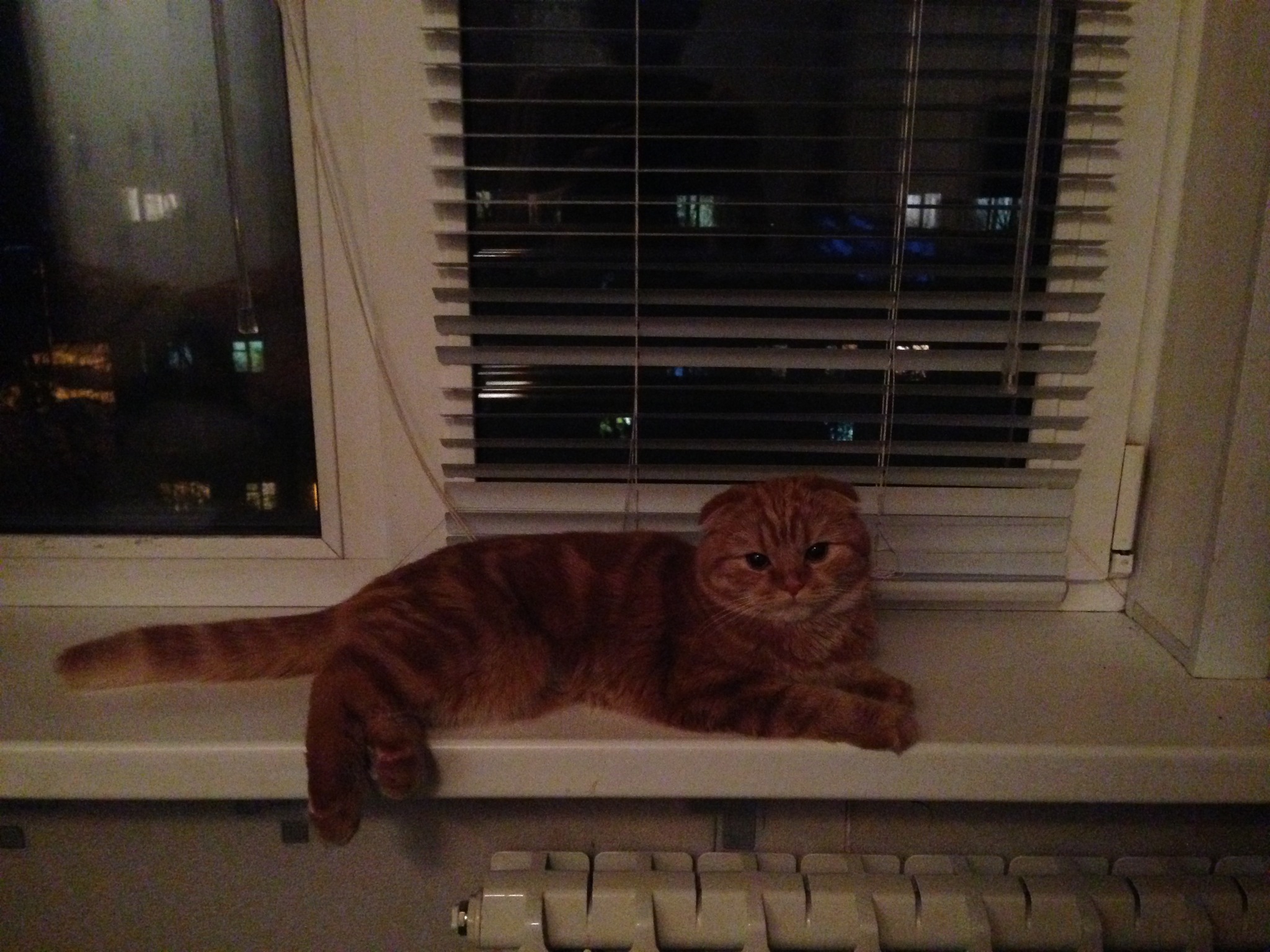 petite redhead - cat, Scottish lop-eared, Longpost