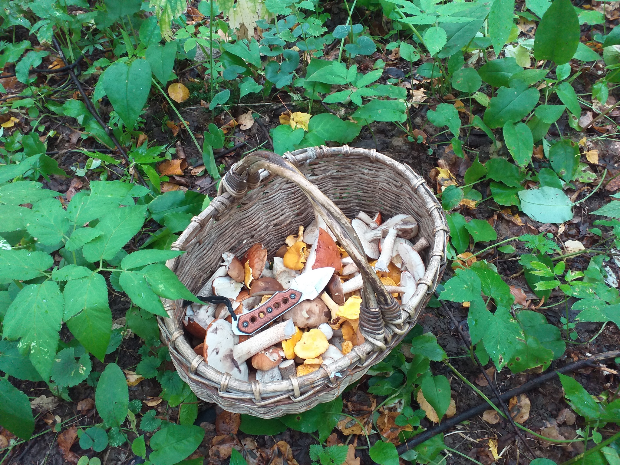 Last days. - My, The photo, Mushrooms, Forest, Longpost