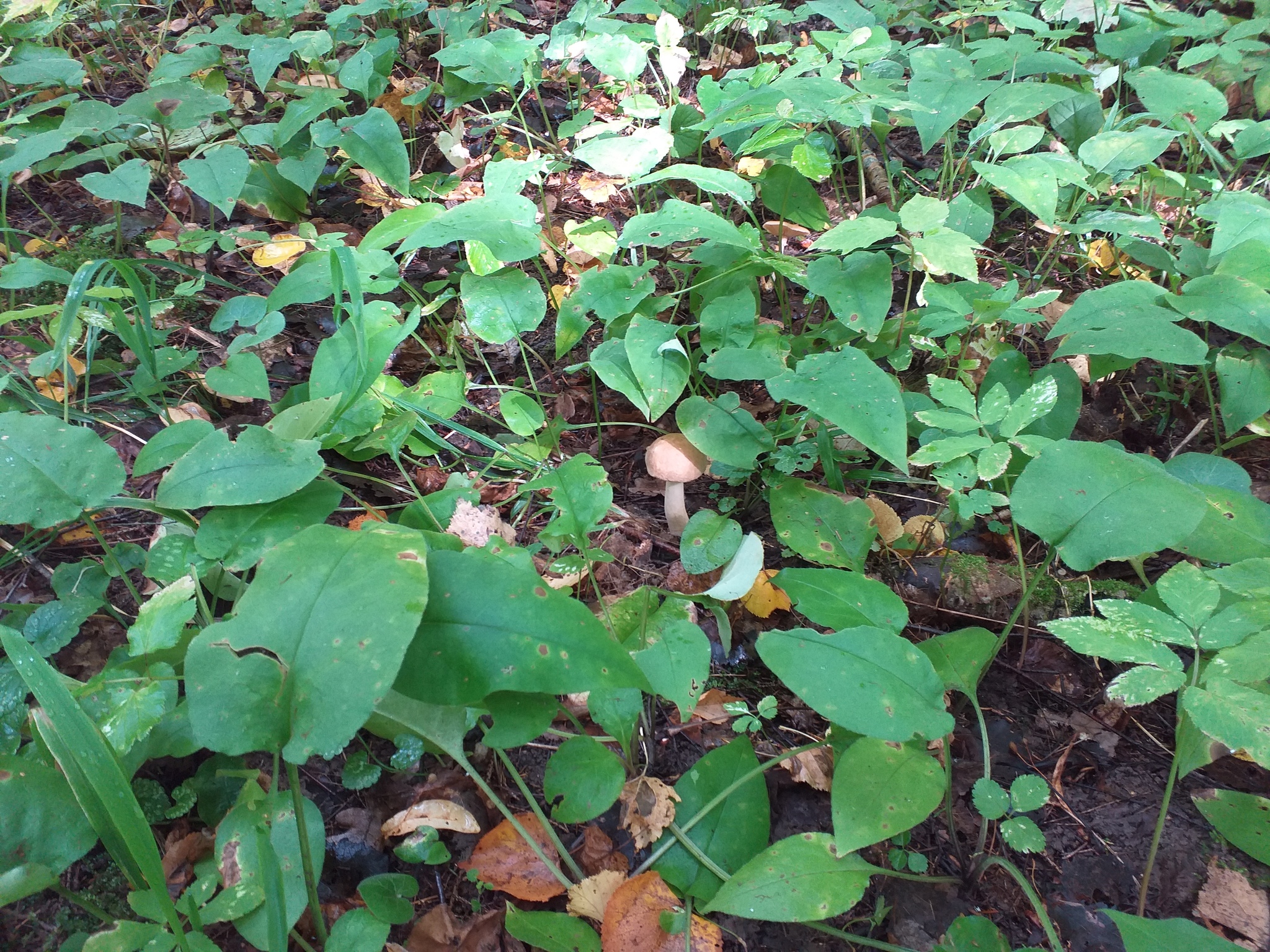 Last days. - My, The photo, Mushrooms, Forest, Longpost