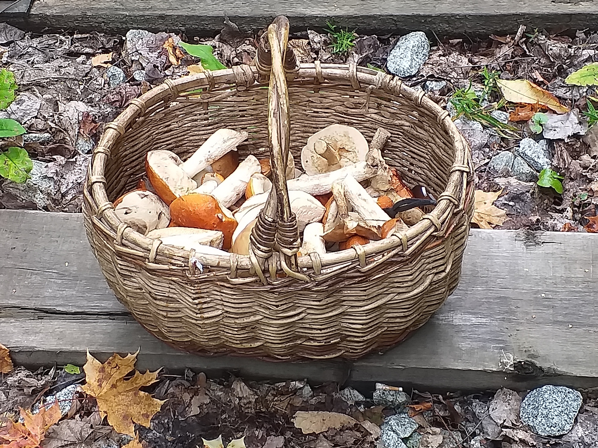 Last days. - My, The photo, Mushrooms, Forest, Longpost