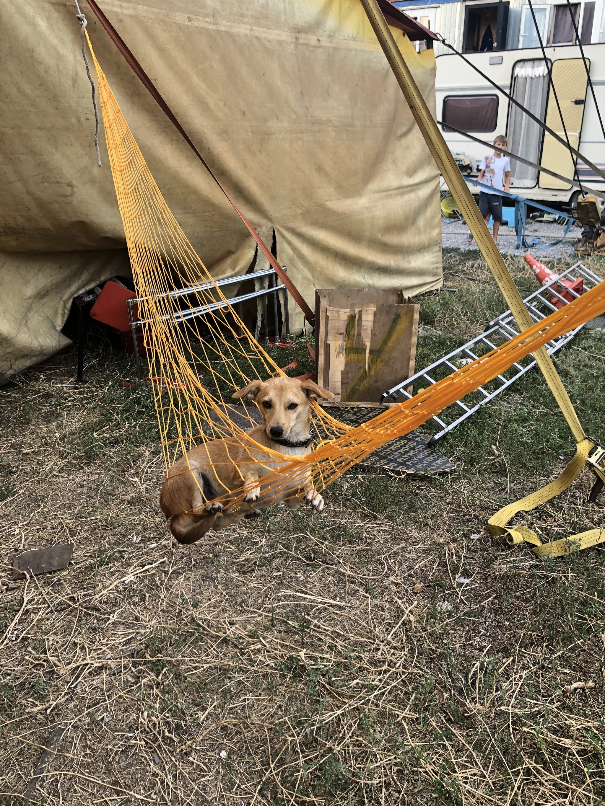 Julie...? - My, Dog, Hammock, Humor