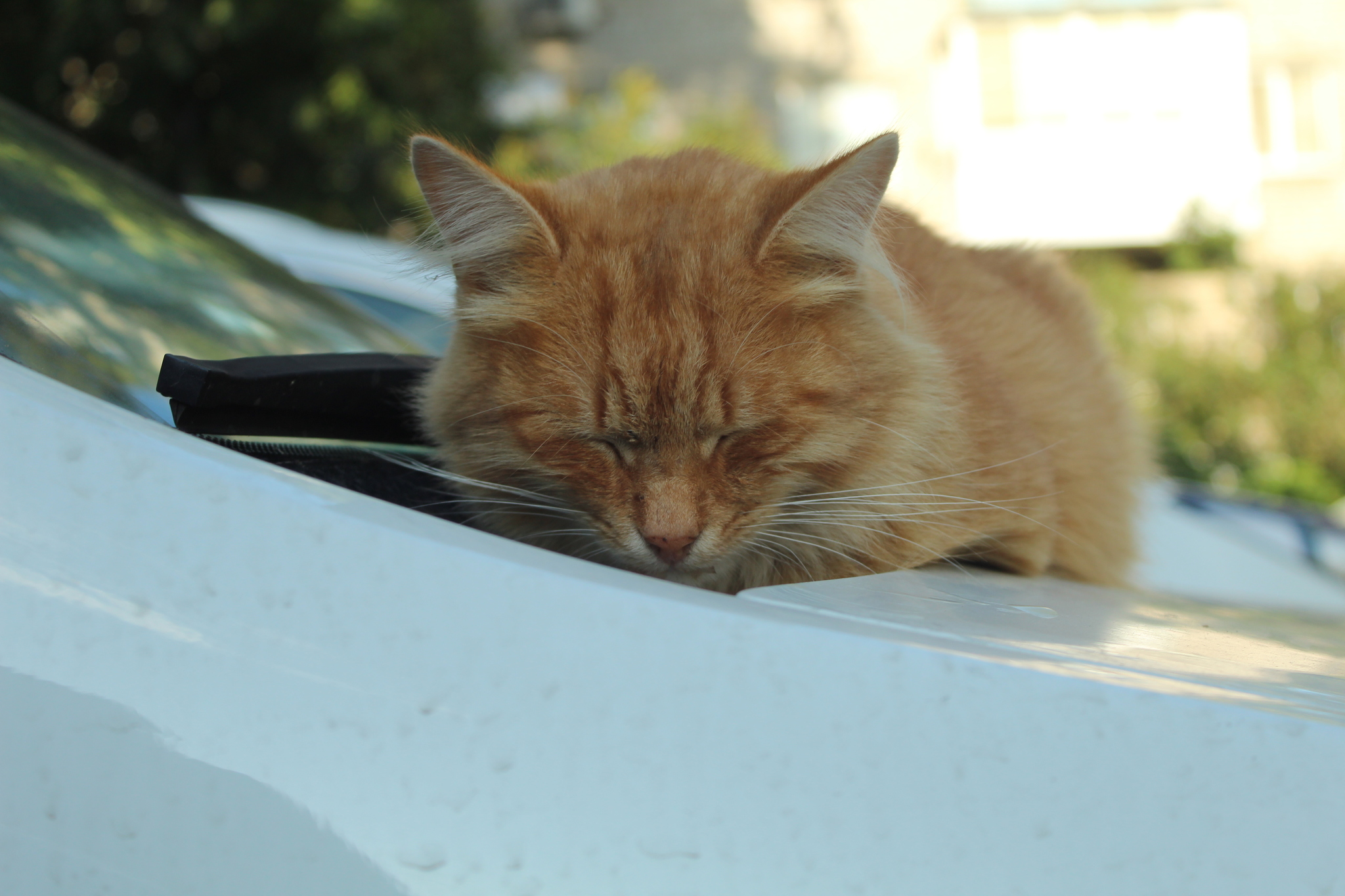 Quiet, quiet, don't scare... - My, Beginning photographer, cat, Hood, Longpost