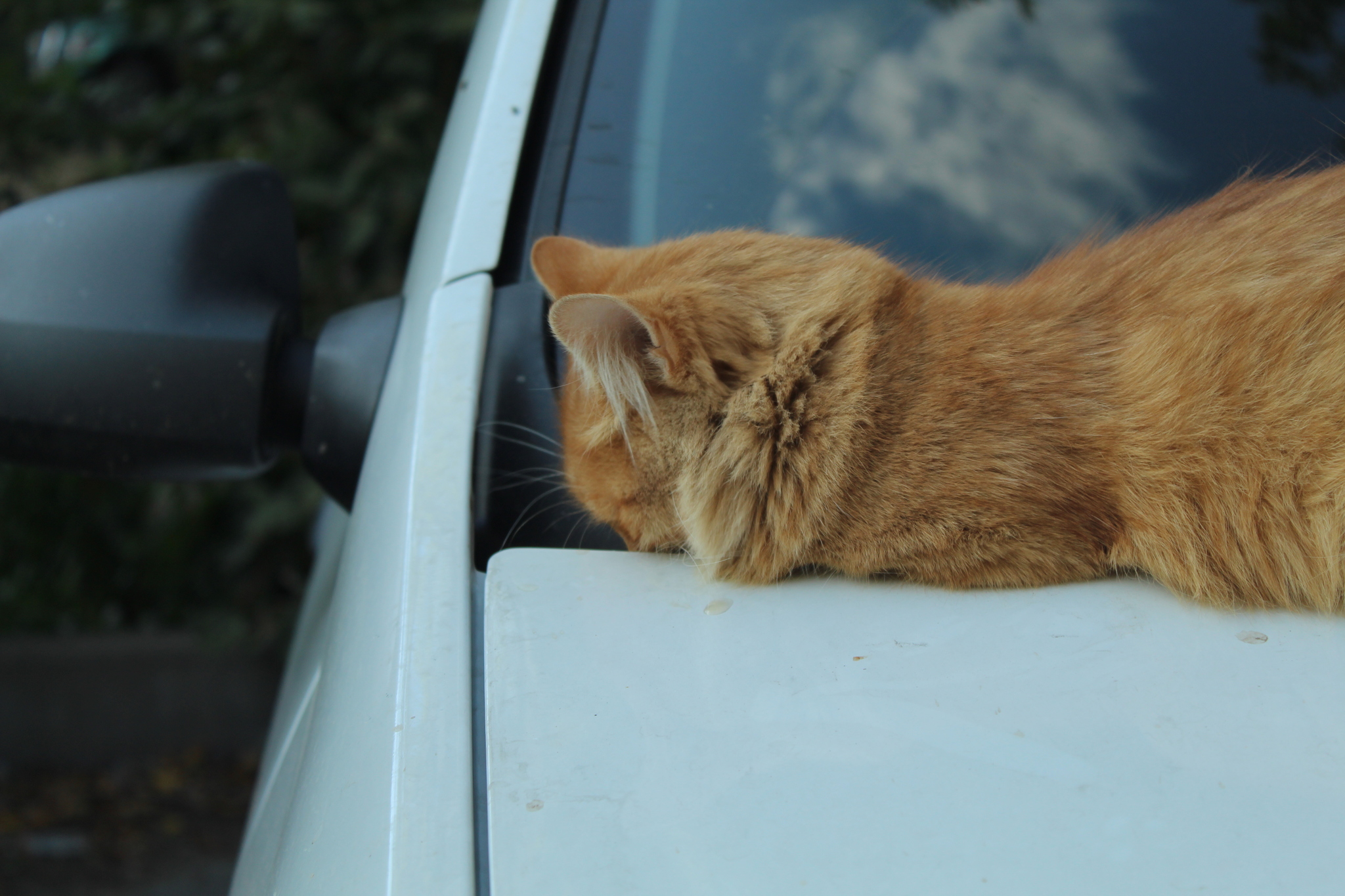 Quiet, quiet, don't scare... - My, Beginning photographer, cat, Hood, Longpost