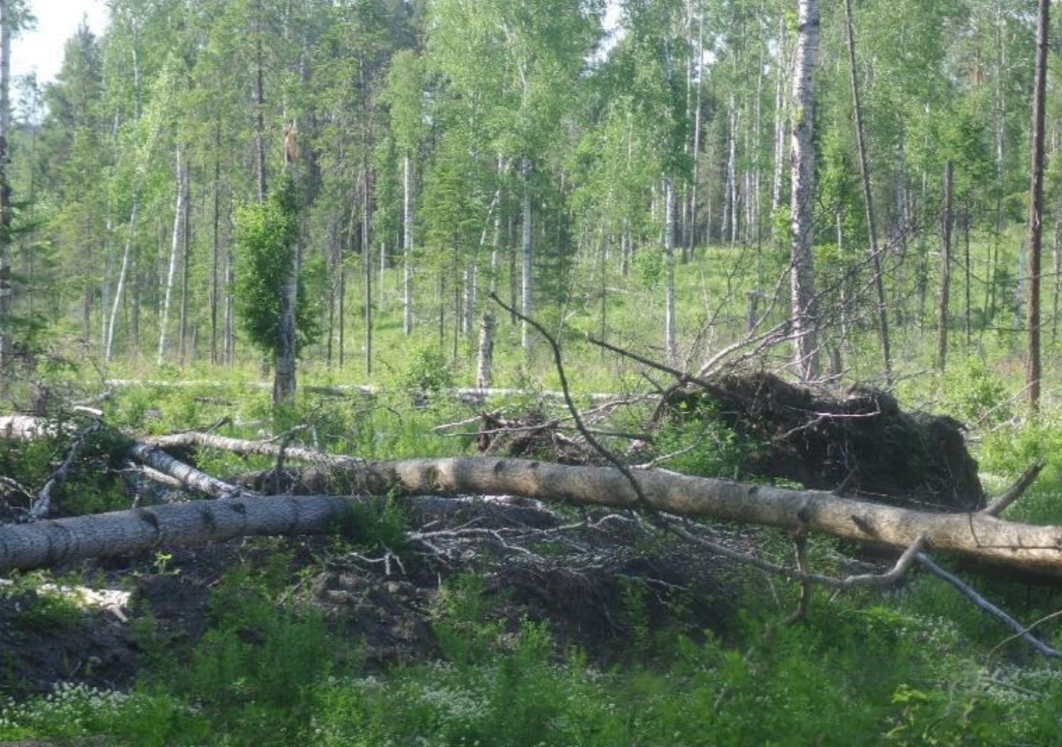 Forest cemeteries - My, Forest, Taiga, Tree felling, Forester, Botany, Mat, Longpost