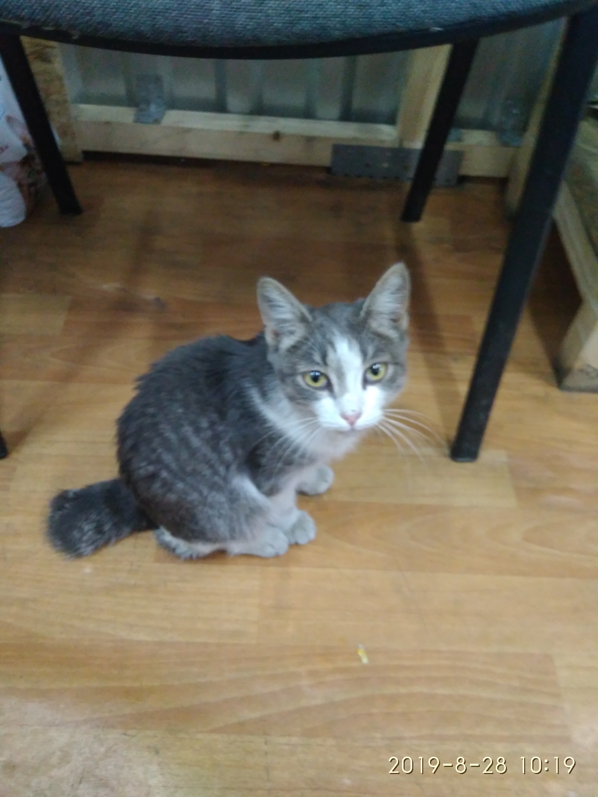 The cat is looking for a home. - cat, Looking for a master, Longpost, In good hands, Novosibirsk, zatulinka, No rating