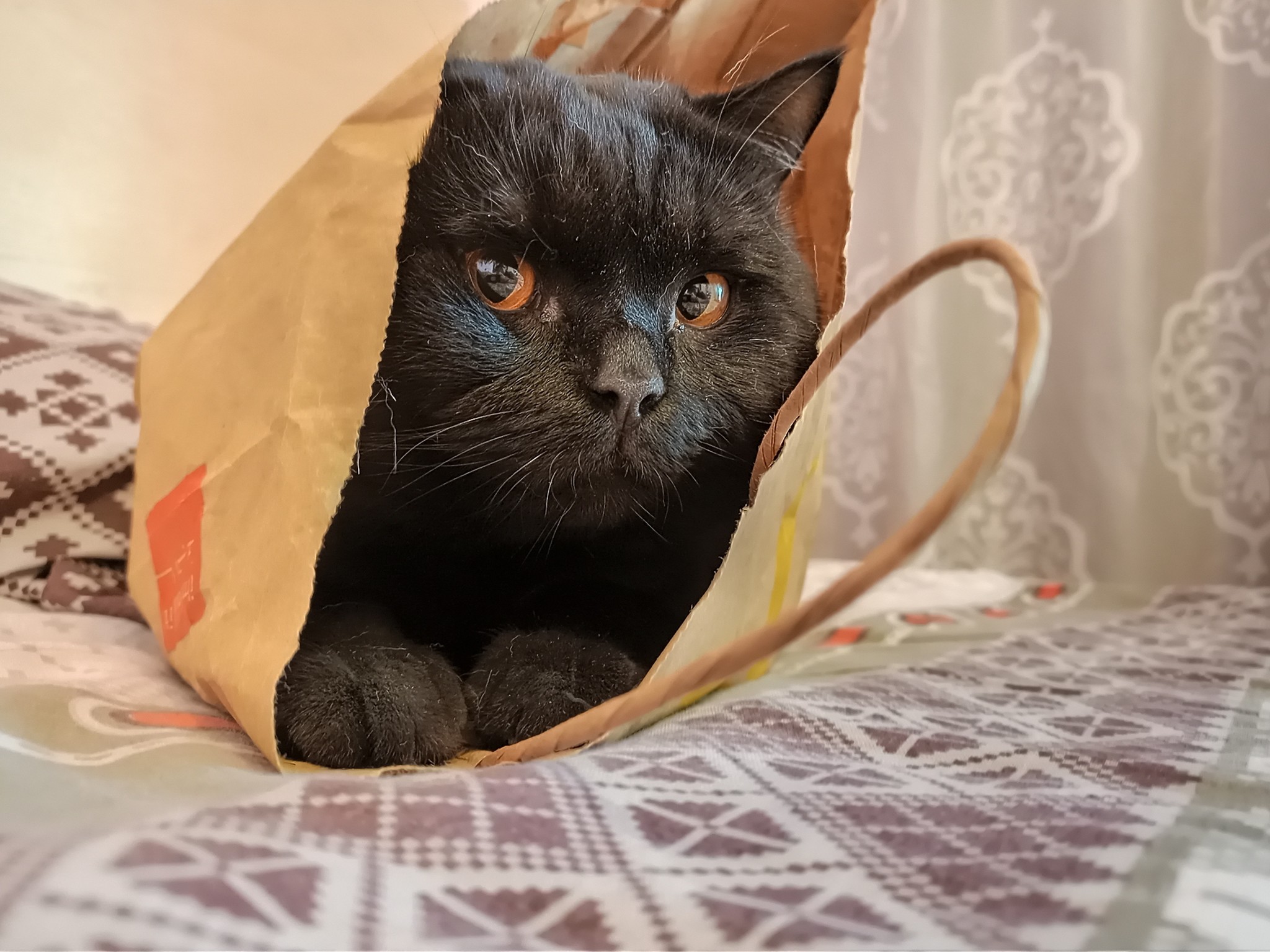 Black cat - My, cat, Catomafia, Black cat, Package