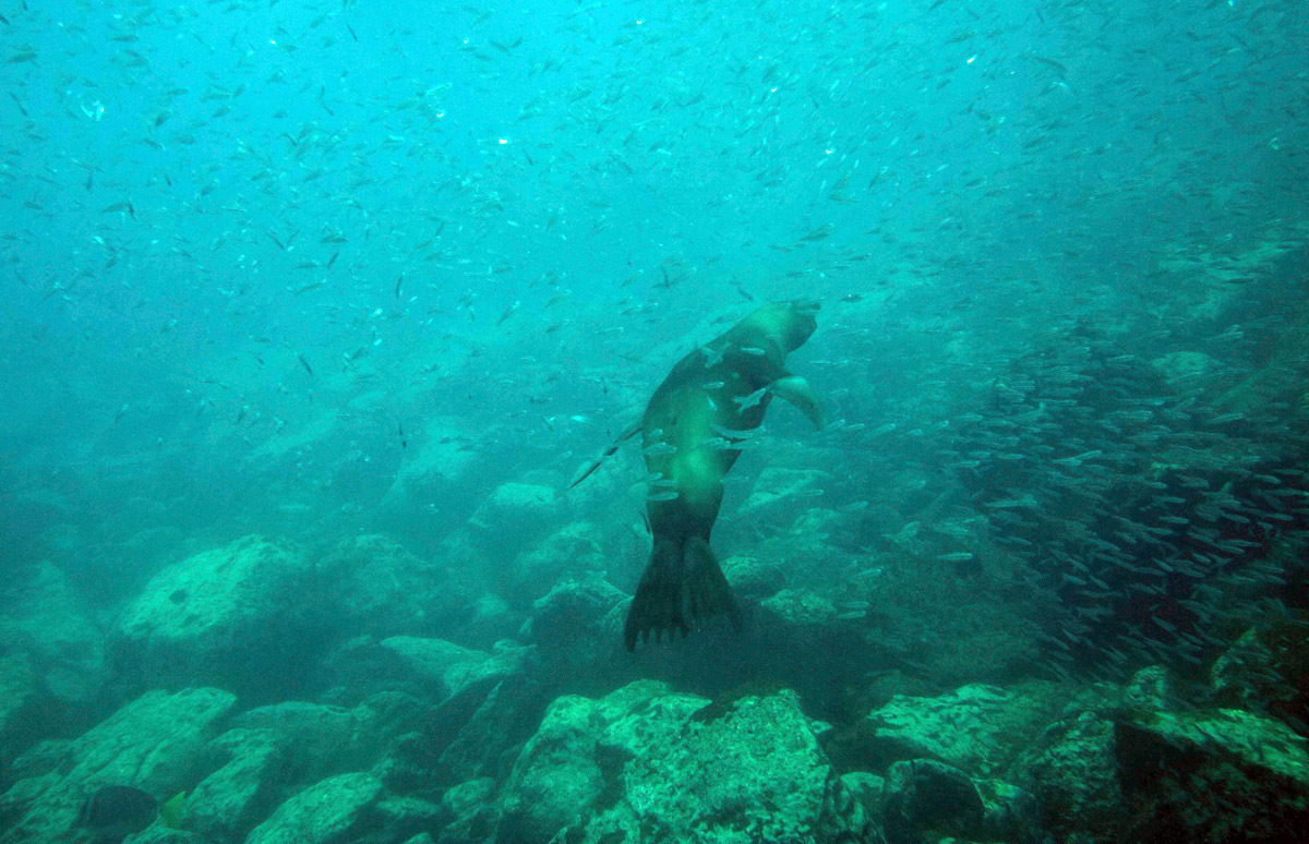 Galapagos. - My, Galapagos Islands, Sea, Snorkeling, Travels, Longpost