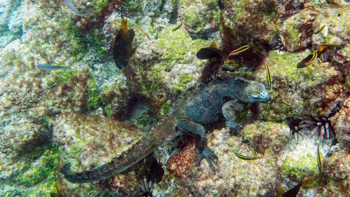 Galapagos. - My, Galapagos Islands, Sea, Snorkeling, Travels, Longpost