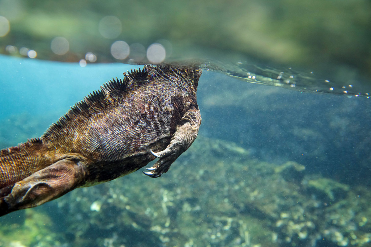 Galapagos. - My, Galapagos Islands, Sea, Snorkeling, Travels, Longpost