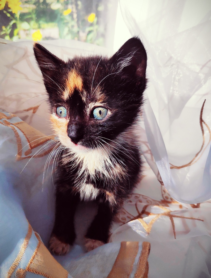 Continuation of the story with kittens from under the bush. - My, cat, In good hands, No rating, Looking for a home, Saint Petersburg, Longpost