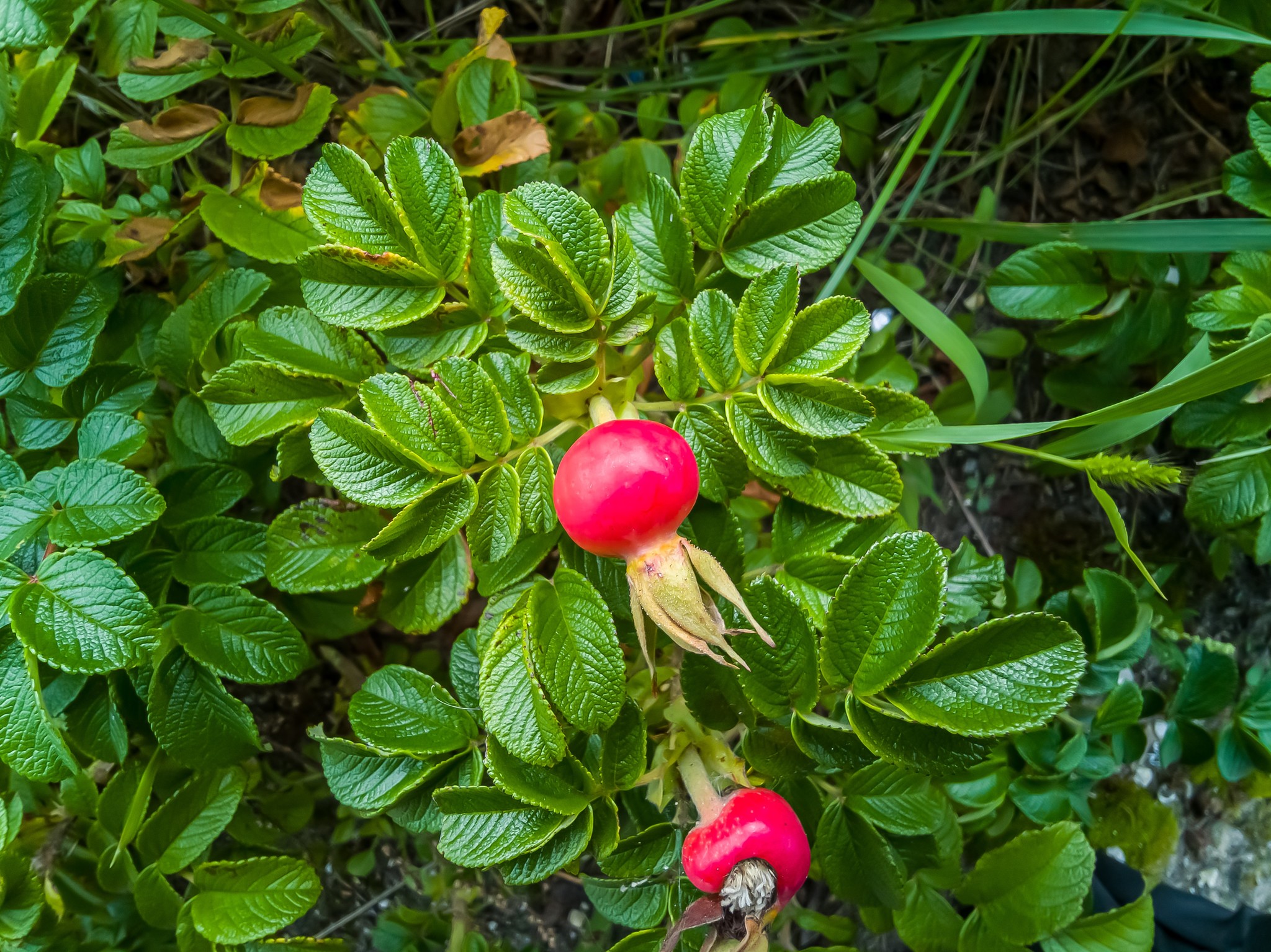 miscellanea - My, Mobile photography, Huawei mate 20, Longpost, Raw