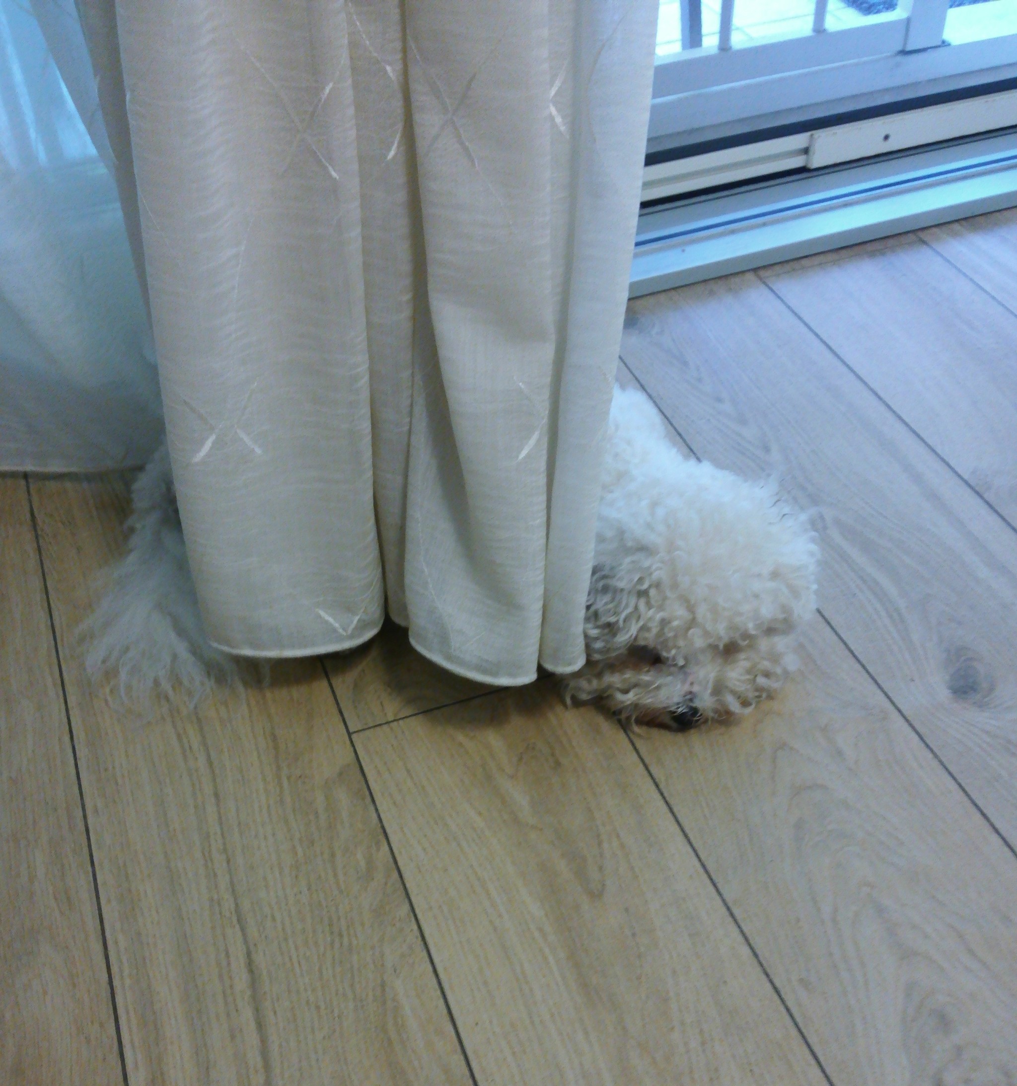 Hid - My, Bichon Frise, Hide and seek, Dog