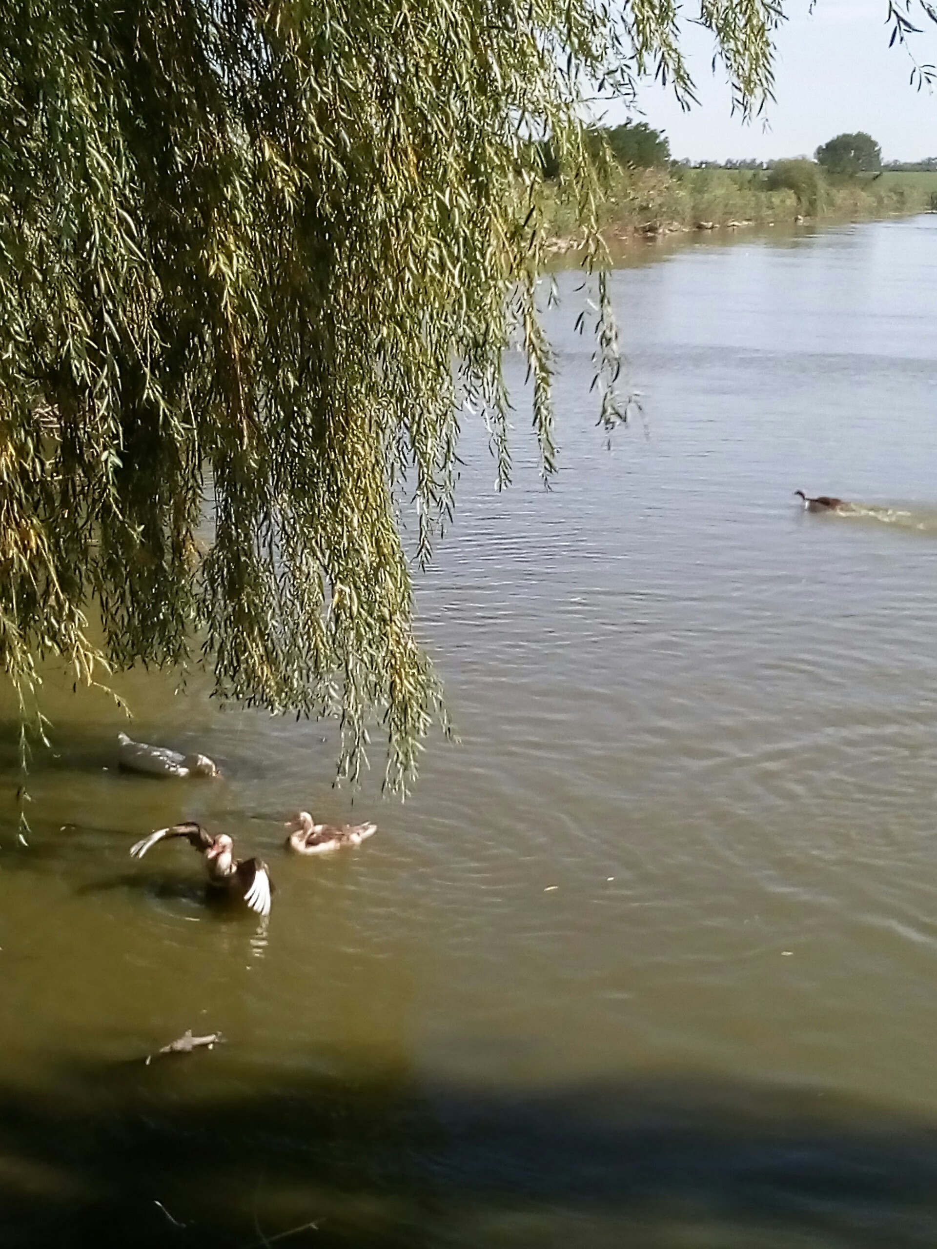 Rivers of Kuban - My, River, beauty of nature, Longpost