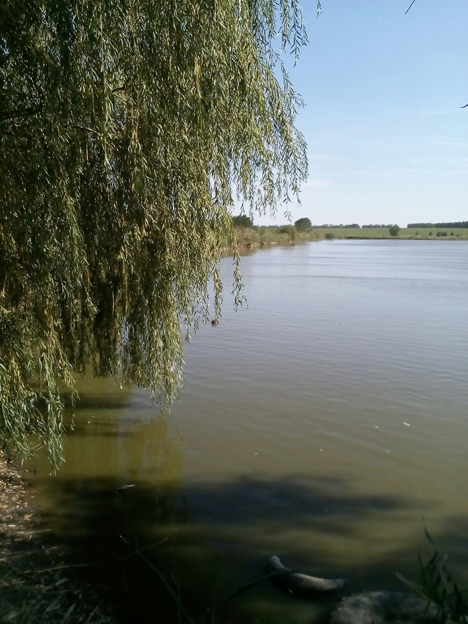 Rivers of Kuban - My, River, beauty of nature, Longpost