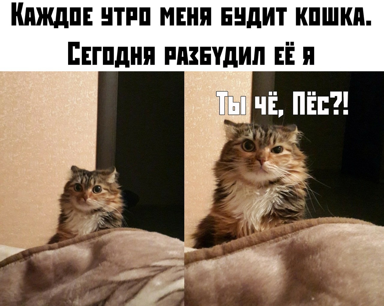 Sweet revenge.. - Revenge, cat