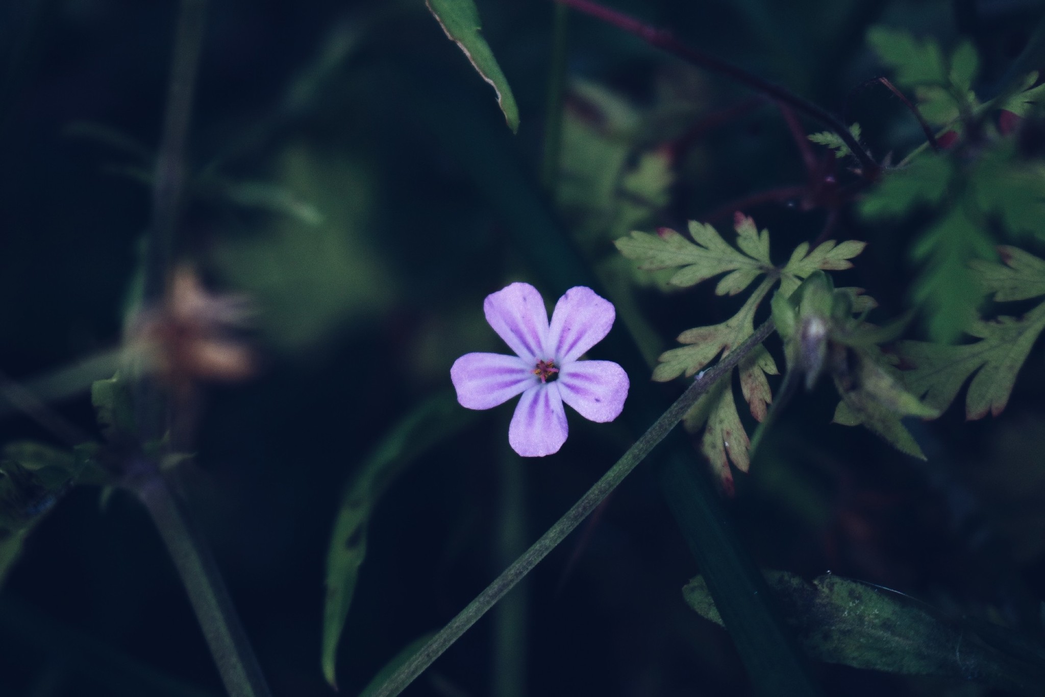 Botanical Garden Stars - My, Flowers, Botanical Garden, The photo, Longpost