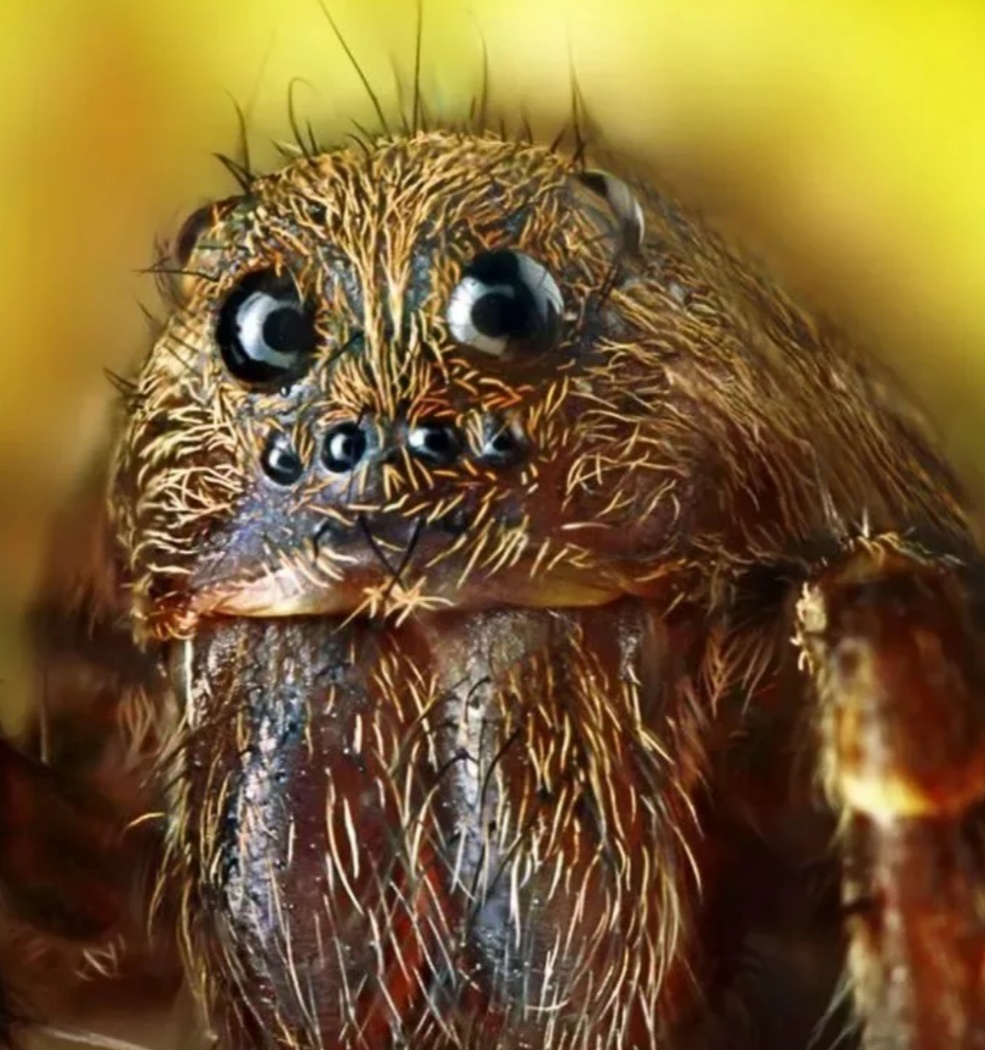 Universal cuteness post: s - Spider, Milota, Longpost, Macro photography