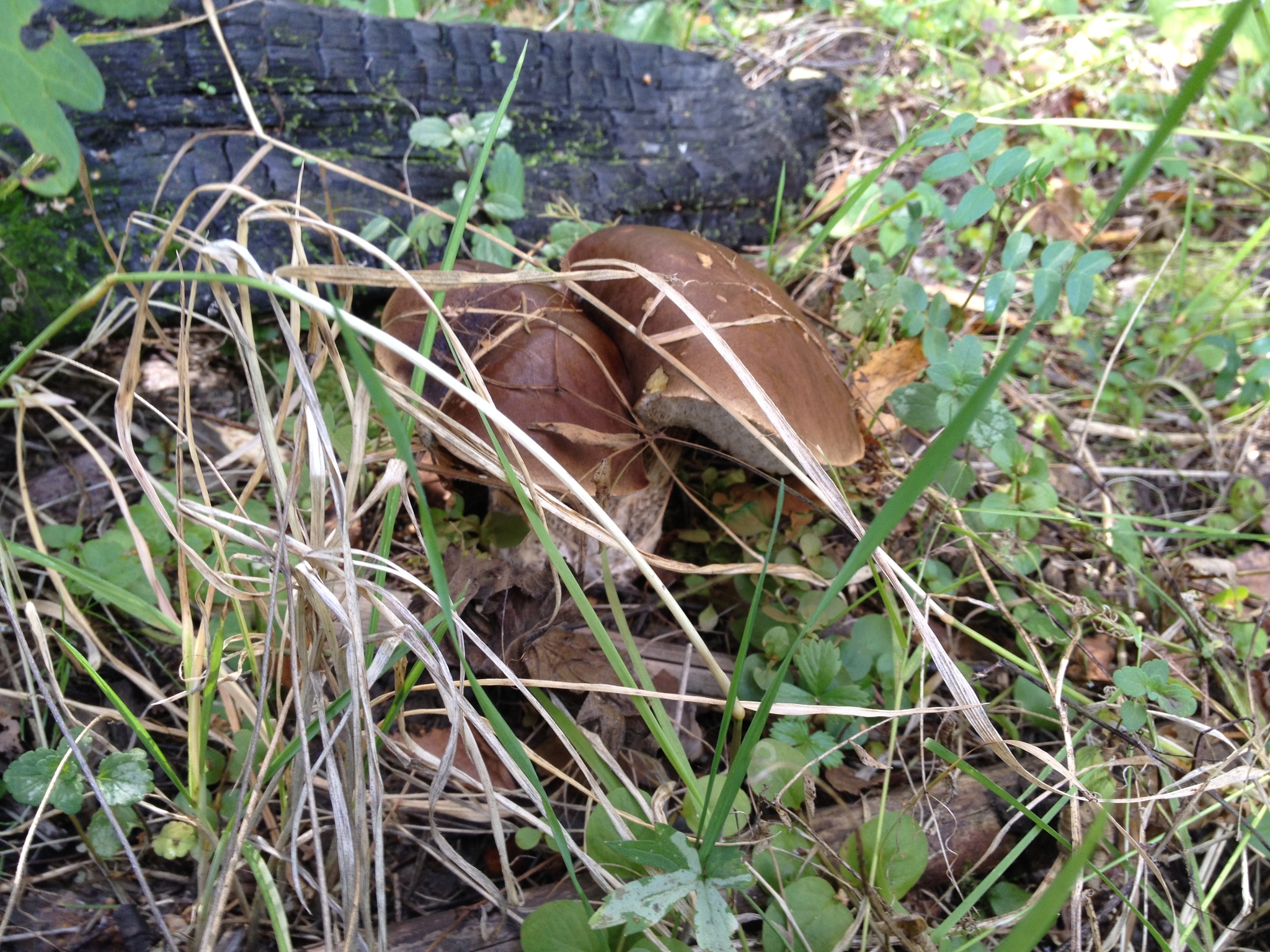 some mushroom - My, Forest, Mushrooms, Walk, Altufyevo, Longpost