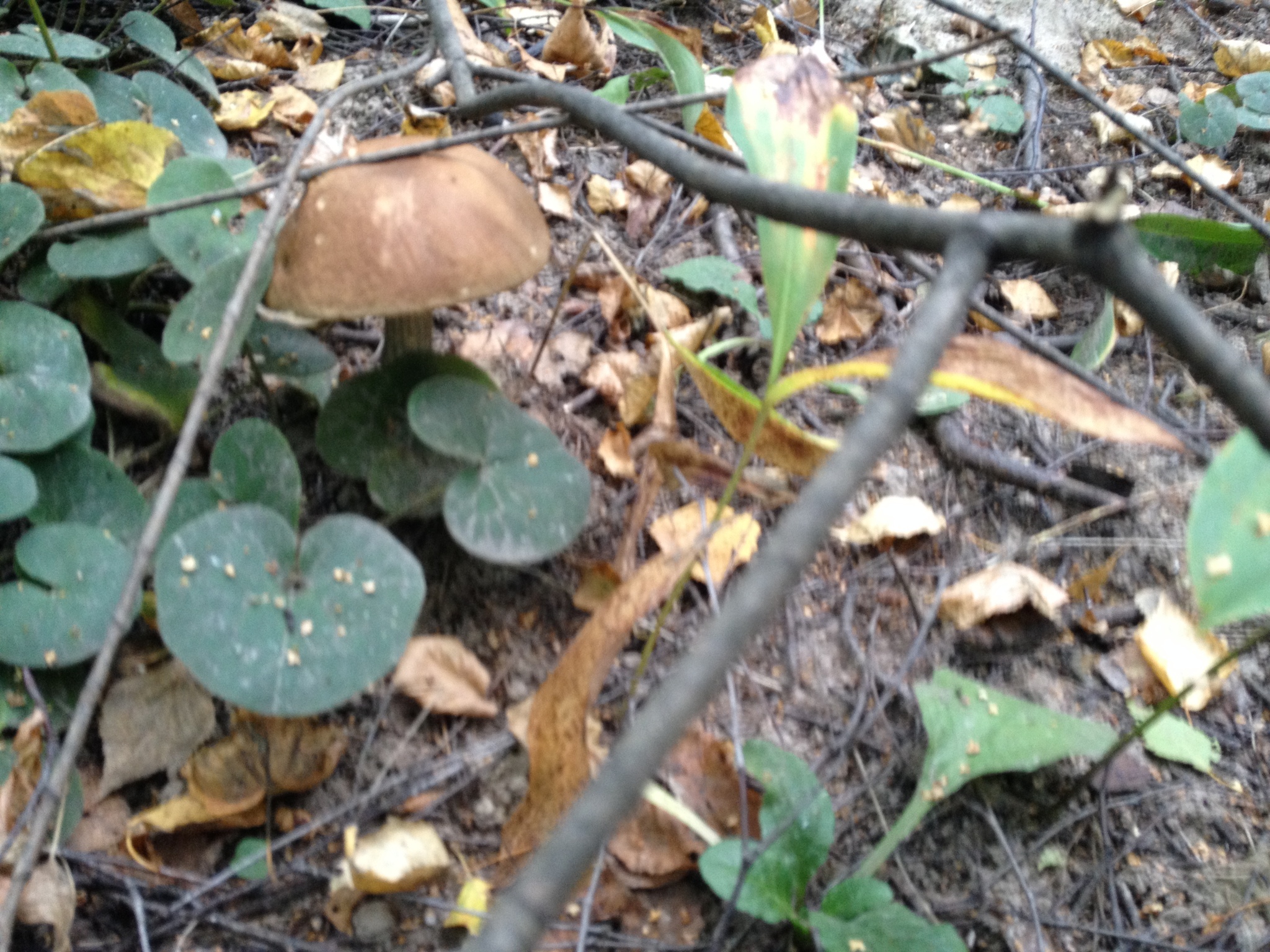 some mushroom - My, Forest, Mushrooms, Walk, Altufyevo, Longpost