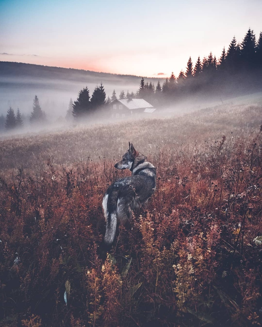 And in the field fog - Fog, The photo, Dog, Field