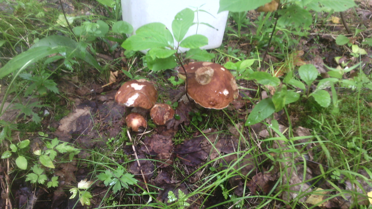 Silent hunt for redheads - My, Mushrooms, Boletus, Mushroom season, Longpost