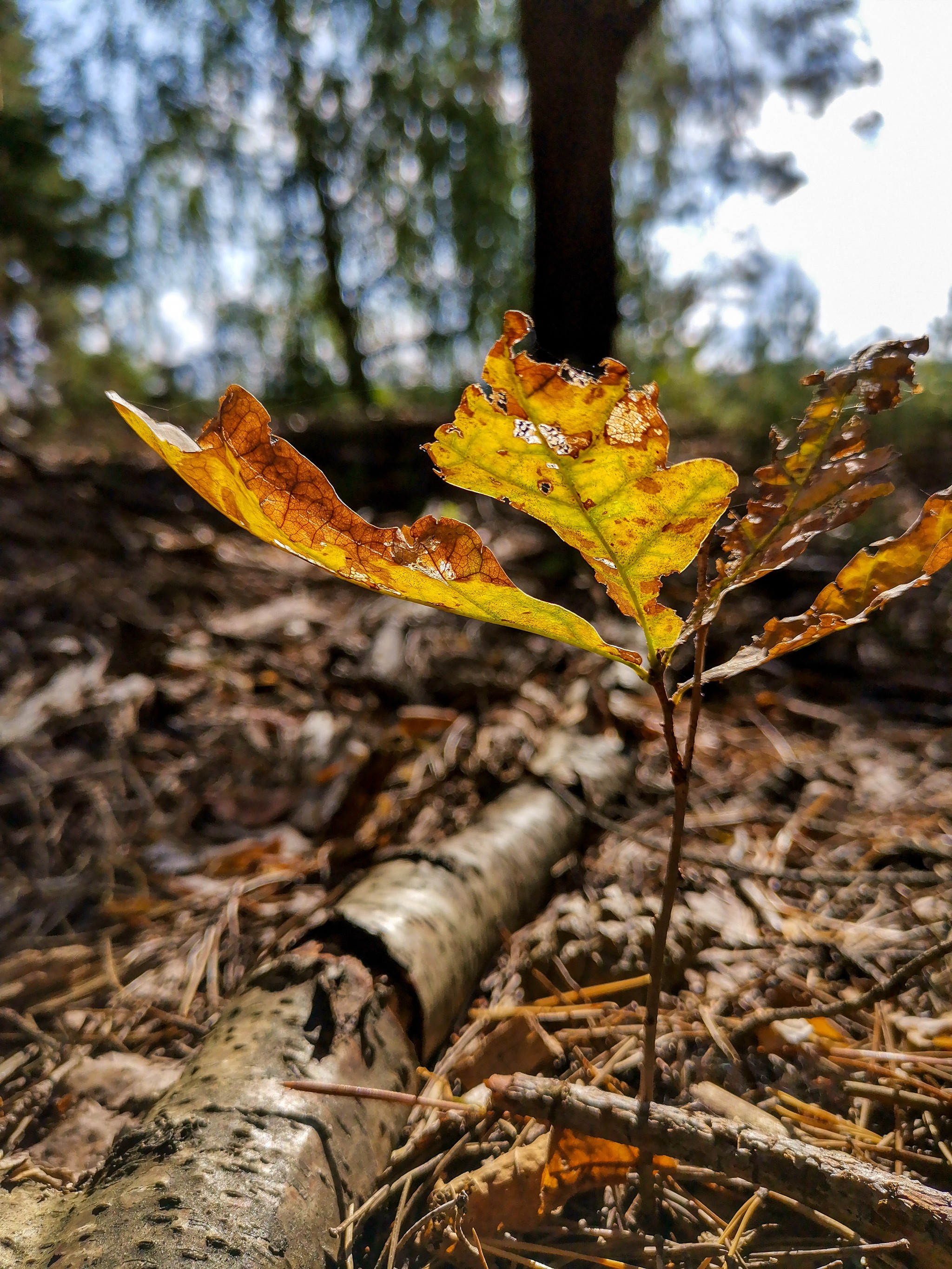 mobile sketches - My, Mobile photography, Nature, Longpost, A bike, Huawei mate 20, Canon, Video