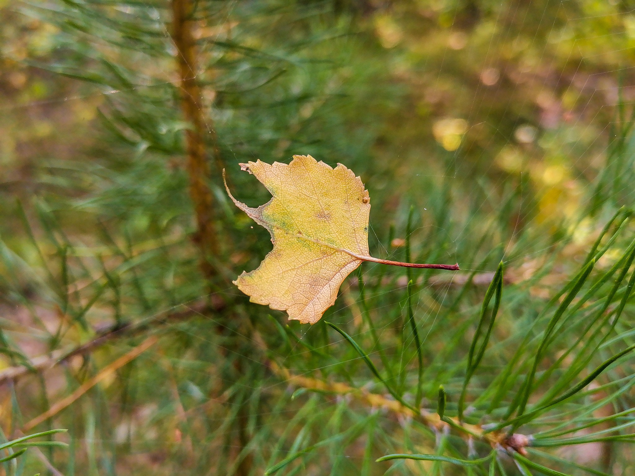 mobile sketches - My, Mobile photography, Nature, Longpost, A bike, Huawei mate 20, Canon, Video