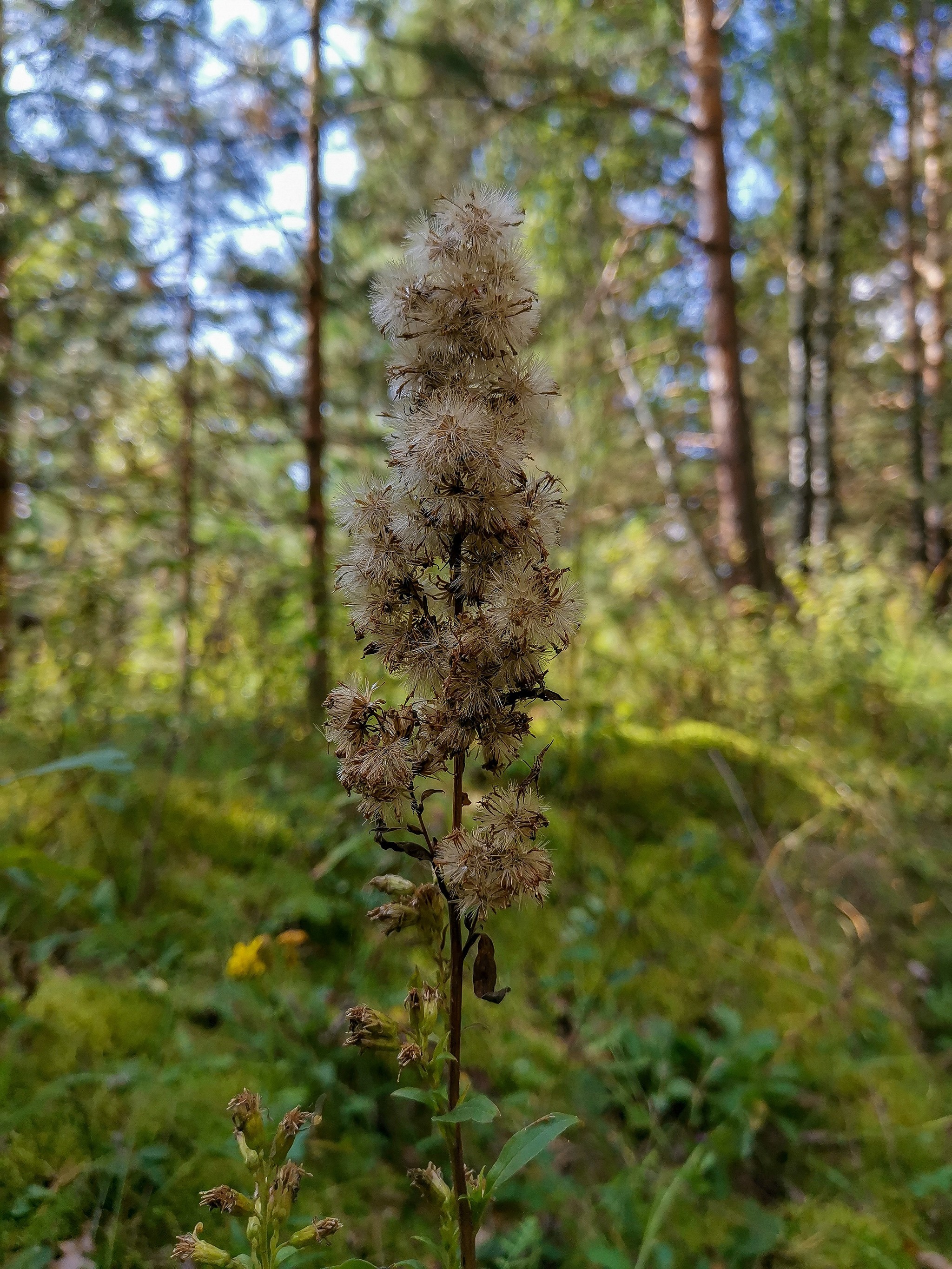 mobile sketches - My, Mobile photography, Nature, Longpost, A bike, Huawei mate 20, Canon, Video