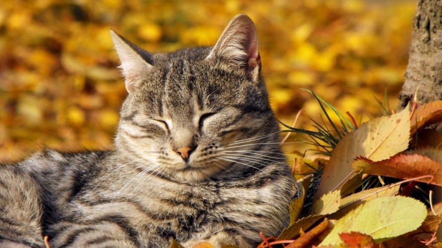 October in full bloom - Catomafia, cat, Autumn, , Leaves