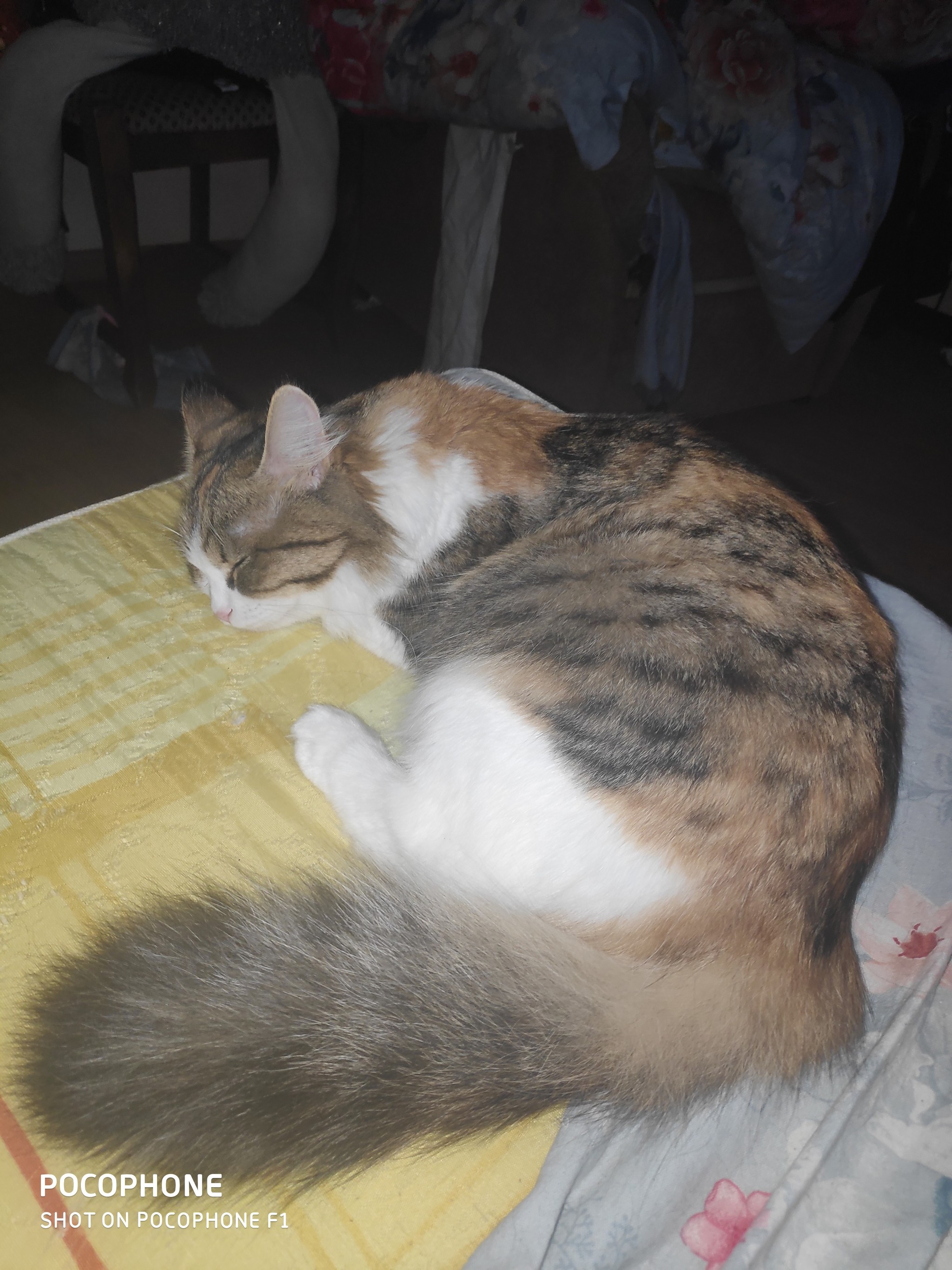 A cat named Cat, part two. - My, Tricolor cat, Nine lives, Catomafia, Mat, Longpost, cat