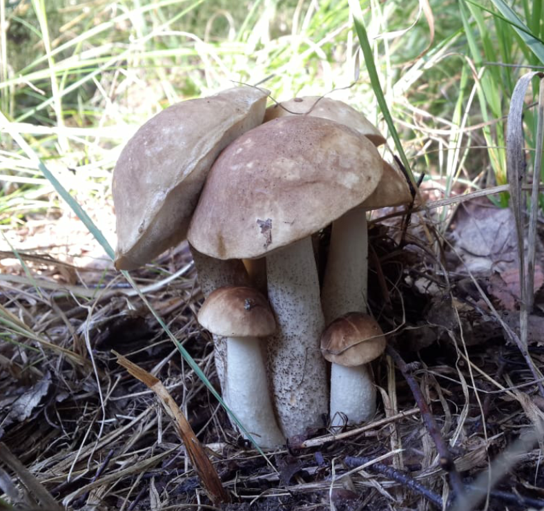 When in your soul you are a honey agaric) - My, Mushrooms, Boletus, Silent hunt