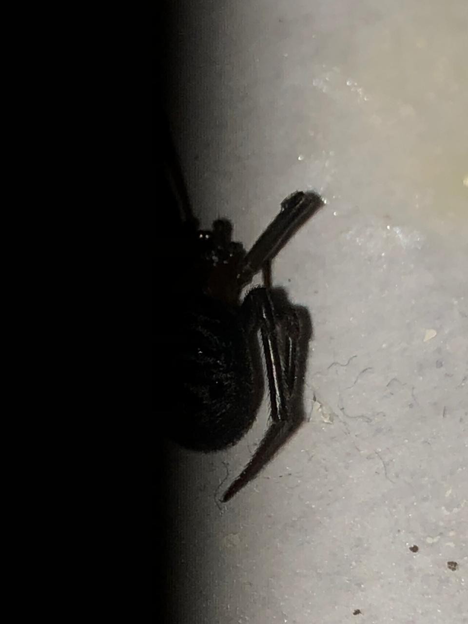 What the hell is this - My, Arachnophobia, Identification, Spider, Insects, Longpost