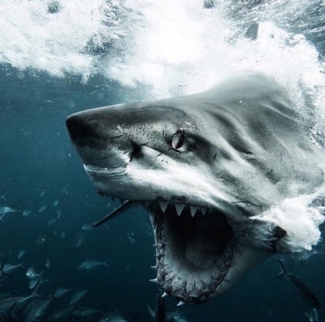 Here I am. - Shark, The photo, Under the water