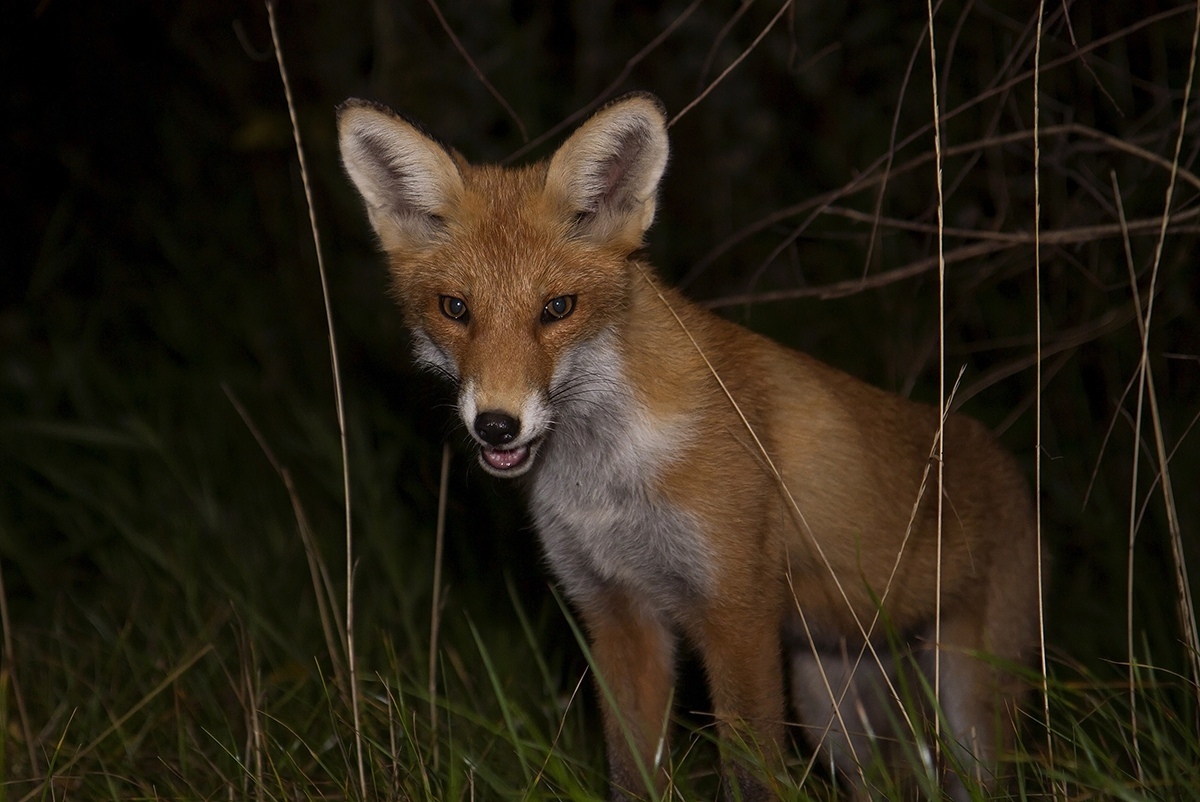 Foxes of Moscow - Fox, The photo, Moscow, Longpost