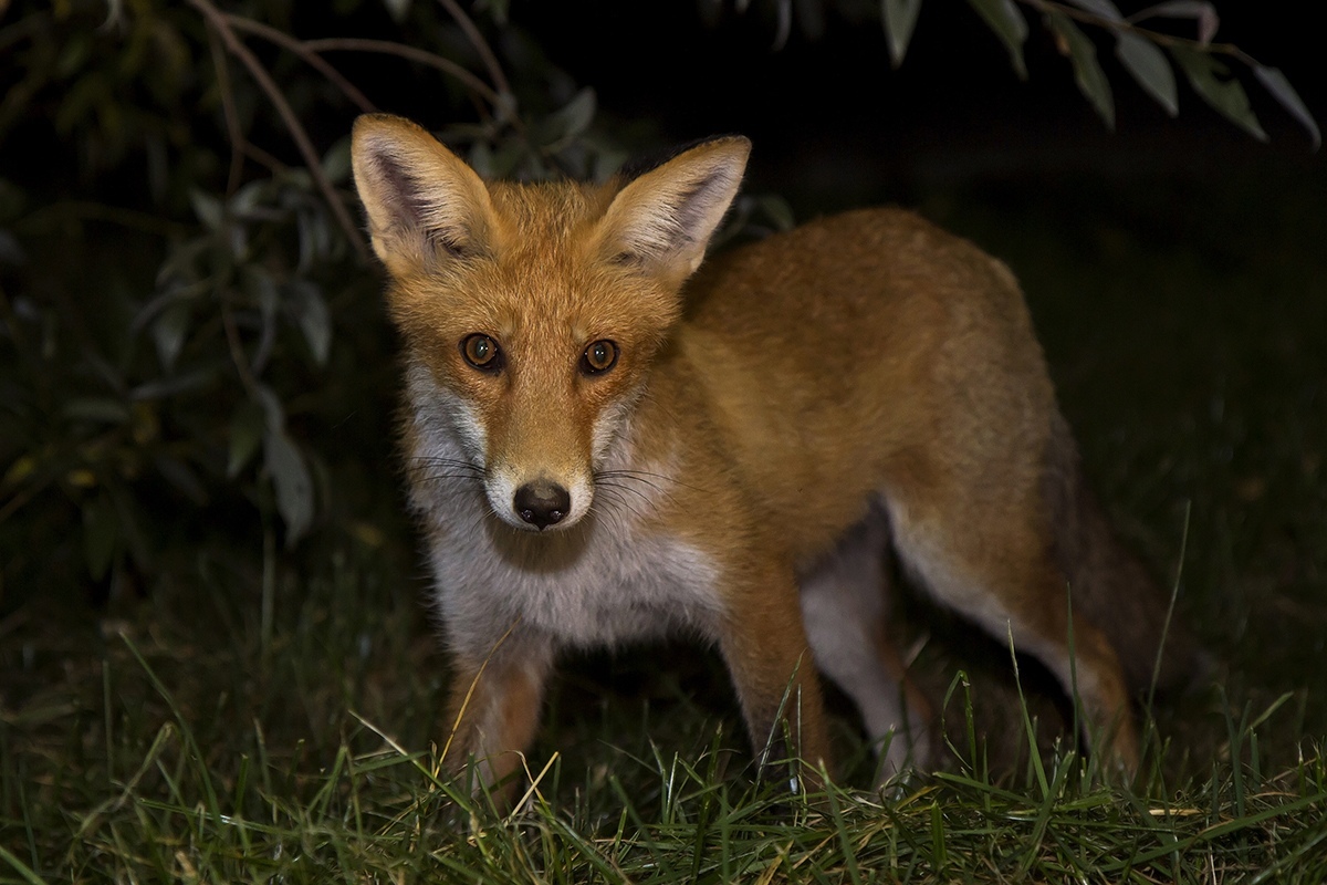 Foxes of Moscow - Fox, The photo, Moscow, Longpost