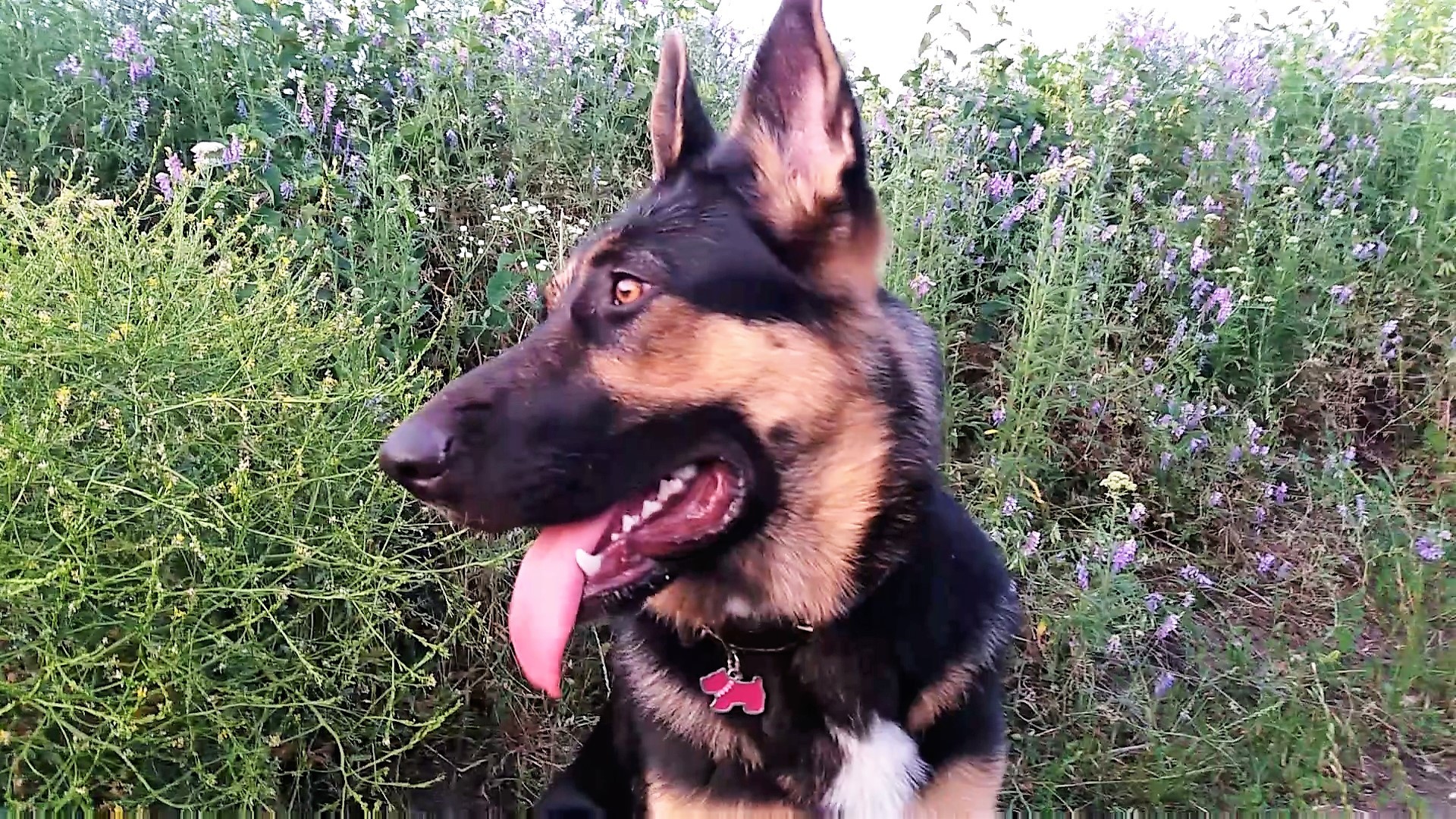 Who said that a shepherd is not a hunter? Pheasants in shock - My, Dog, wildlife, Longpost