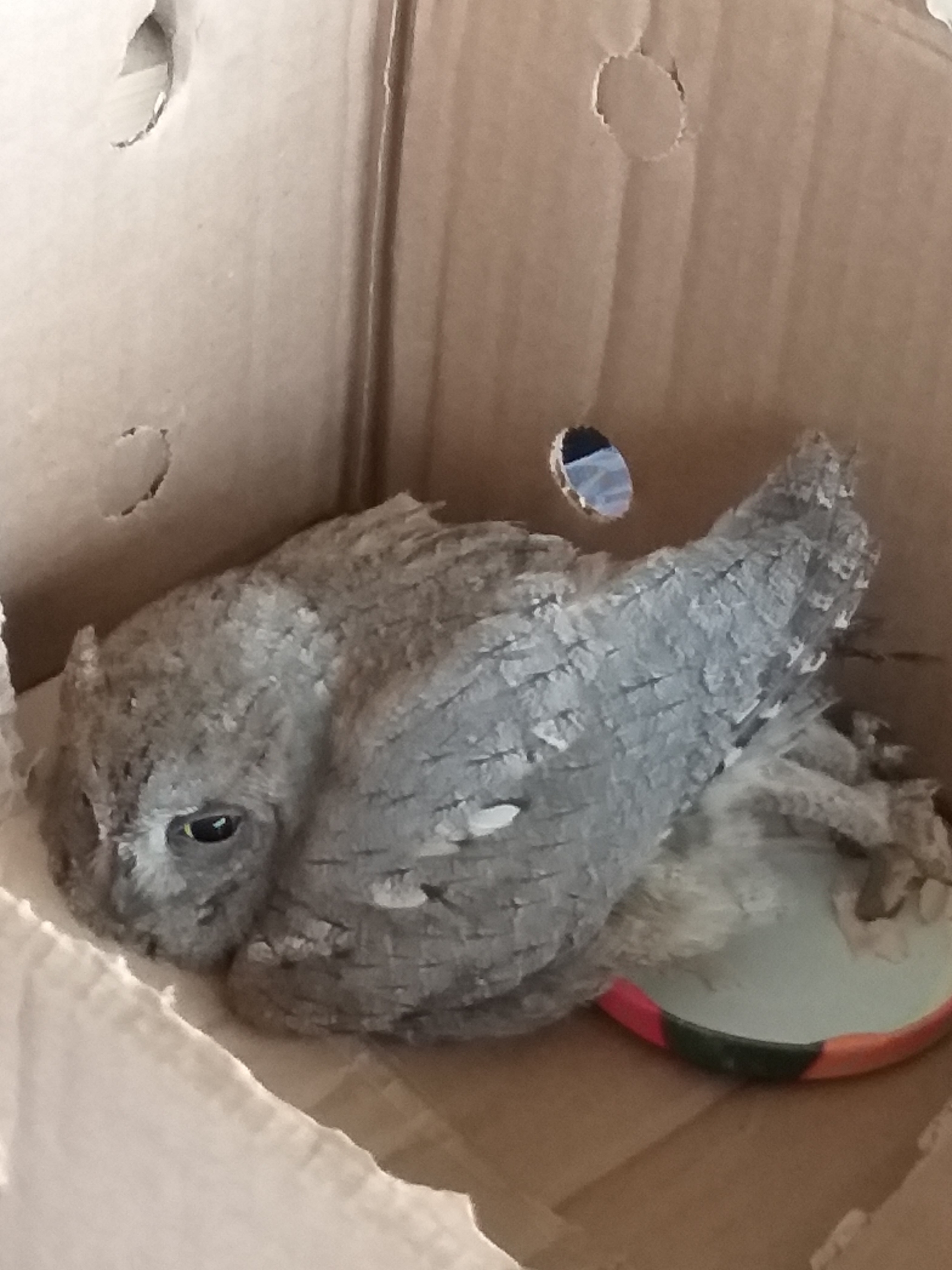 Owlet Rescue - My, Owl, Save Private Ryan, Mat, Longpost