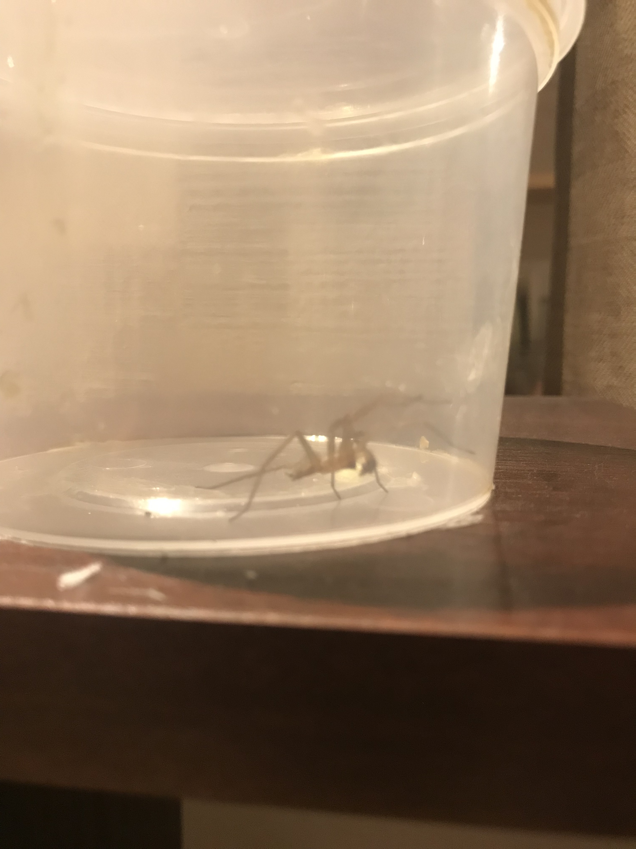 Help identifying this spider - My, Arthropods, Identification, Longpost