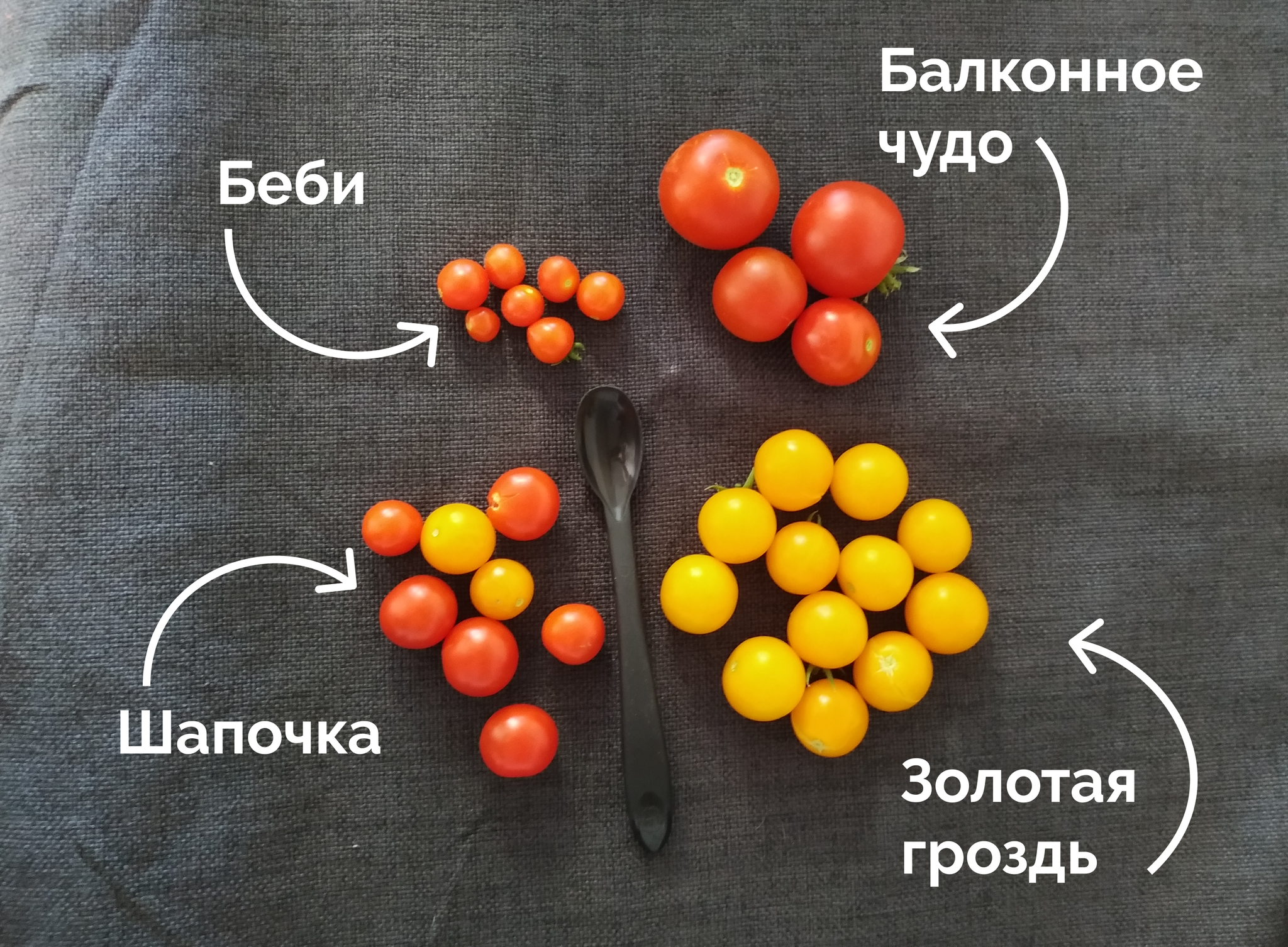 The results of the experiment on growing cherry on the balcony - My, Plants, Houseplants, Growing, Cherry tomatoes, Vegetable garden on the windowsill, Longpost