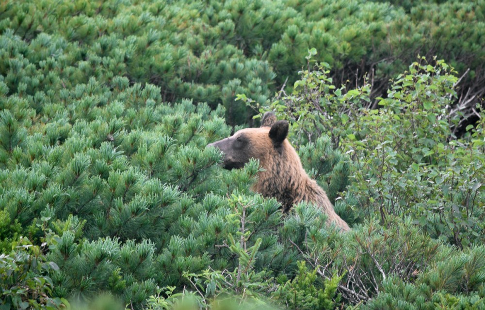 Snow White and Baby - The Bears, The photo, Artur Murzakhanov, Photostory, Longpost