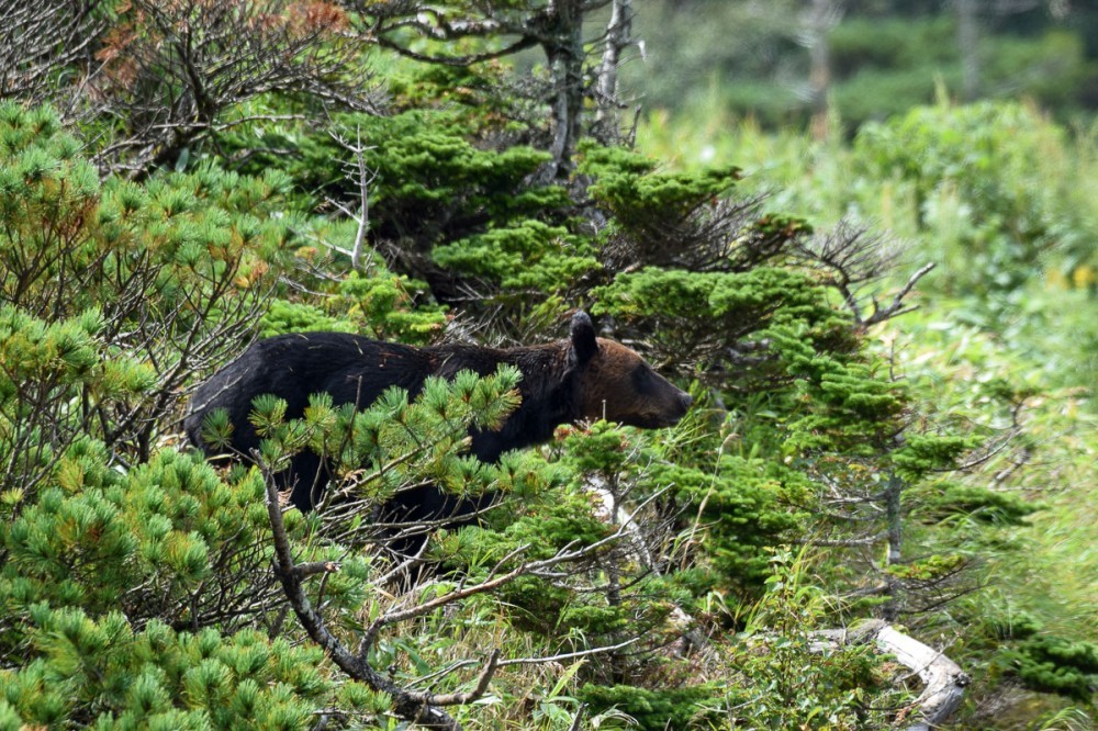 Snow White and Baby - The Bears, The photo, Artur Murzakhanov, Photostory, Longpost