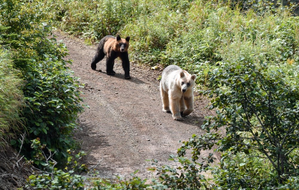 Snow White and Baby - The Bears, The photo, Artur Murzakhanov, Photostory, Longpost